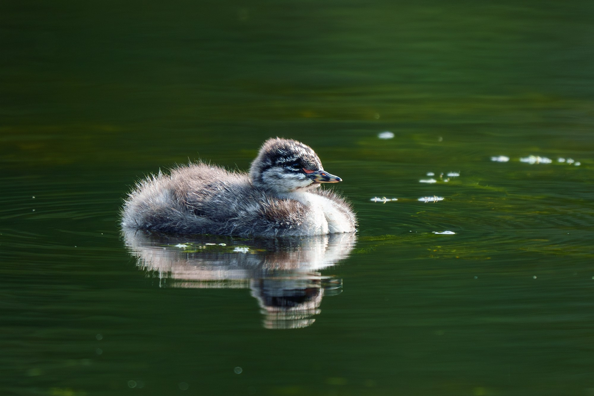 Удивительные мир птиц. Вокруг нас столько прекрасного — присмотритесь!. Ваш личный фотограф Марина Волкова
