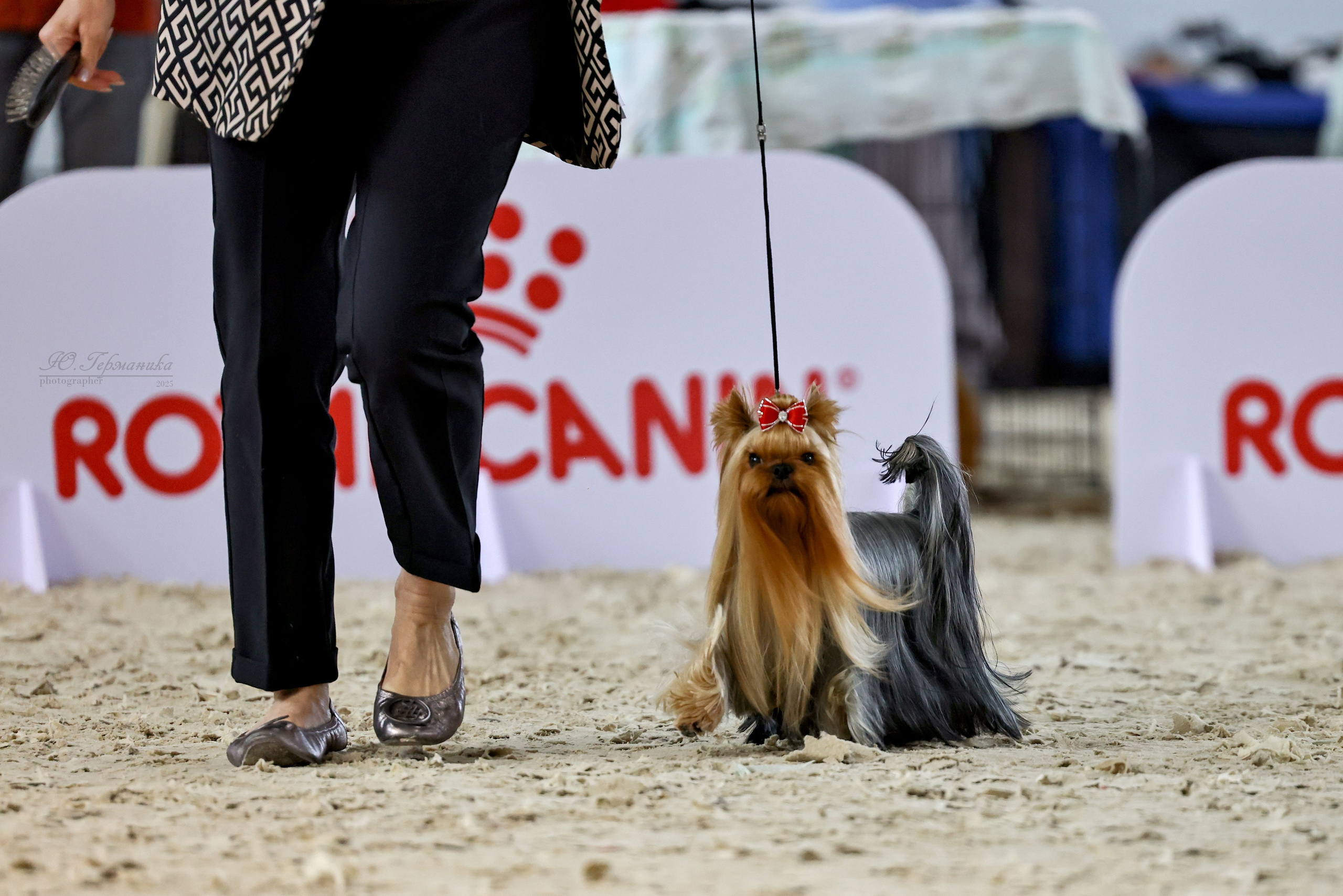 Астана 2хCACIB 26-28.09.2025. Фотограф-анималист Юлия Германика