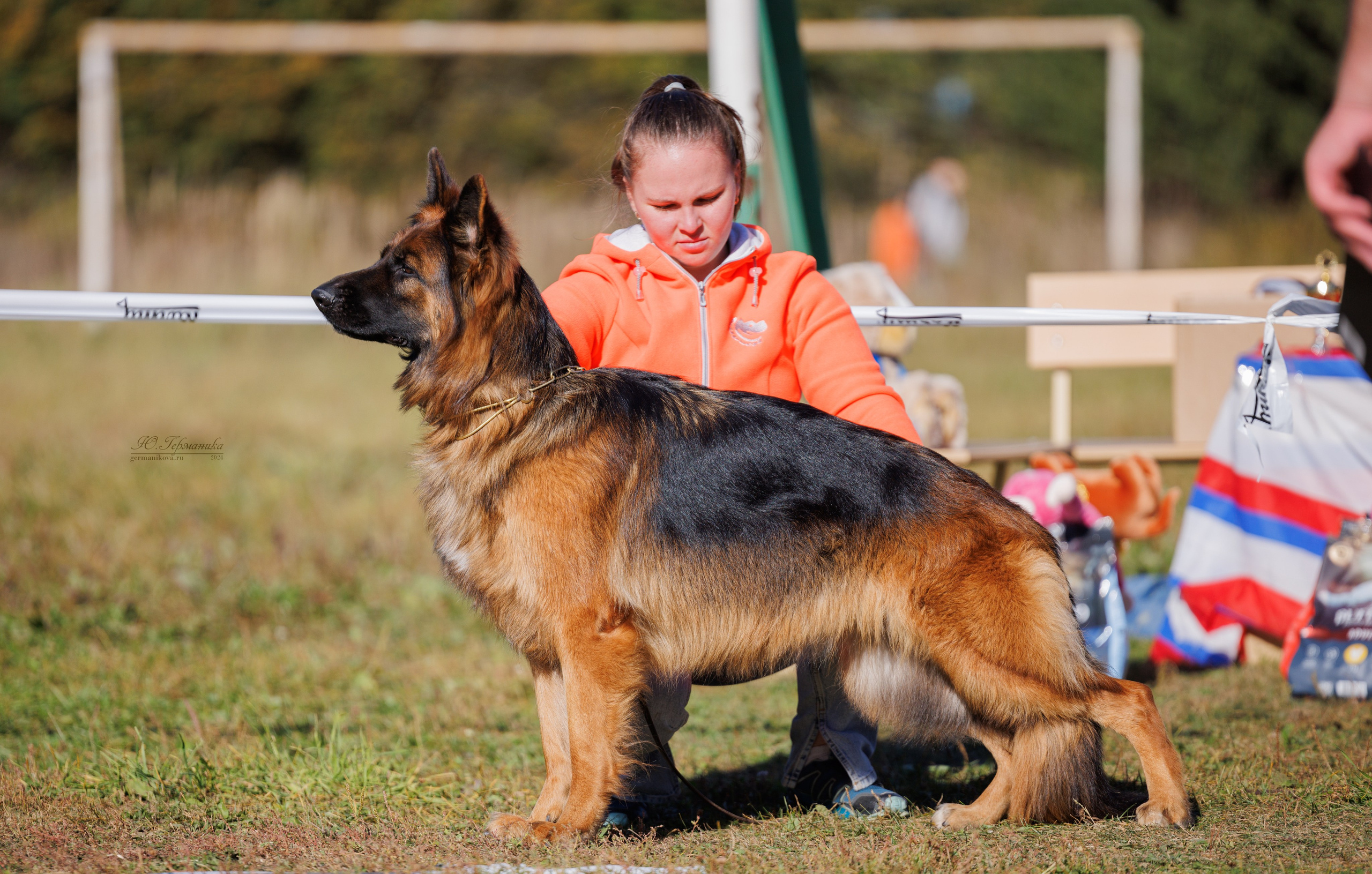 Тверь немецкие овчарки 22.09.2024. Фотограф-анималист Юлия Германика