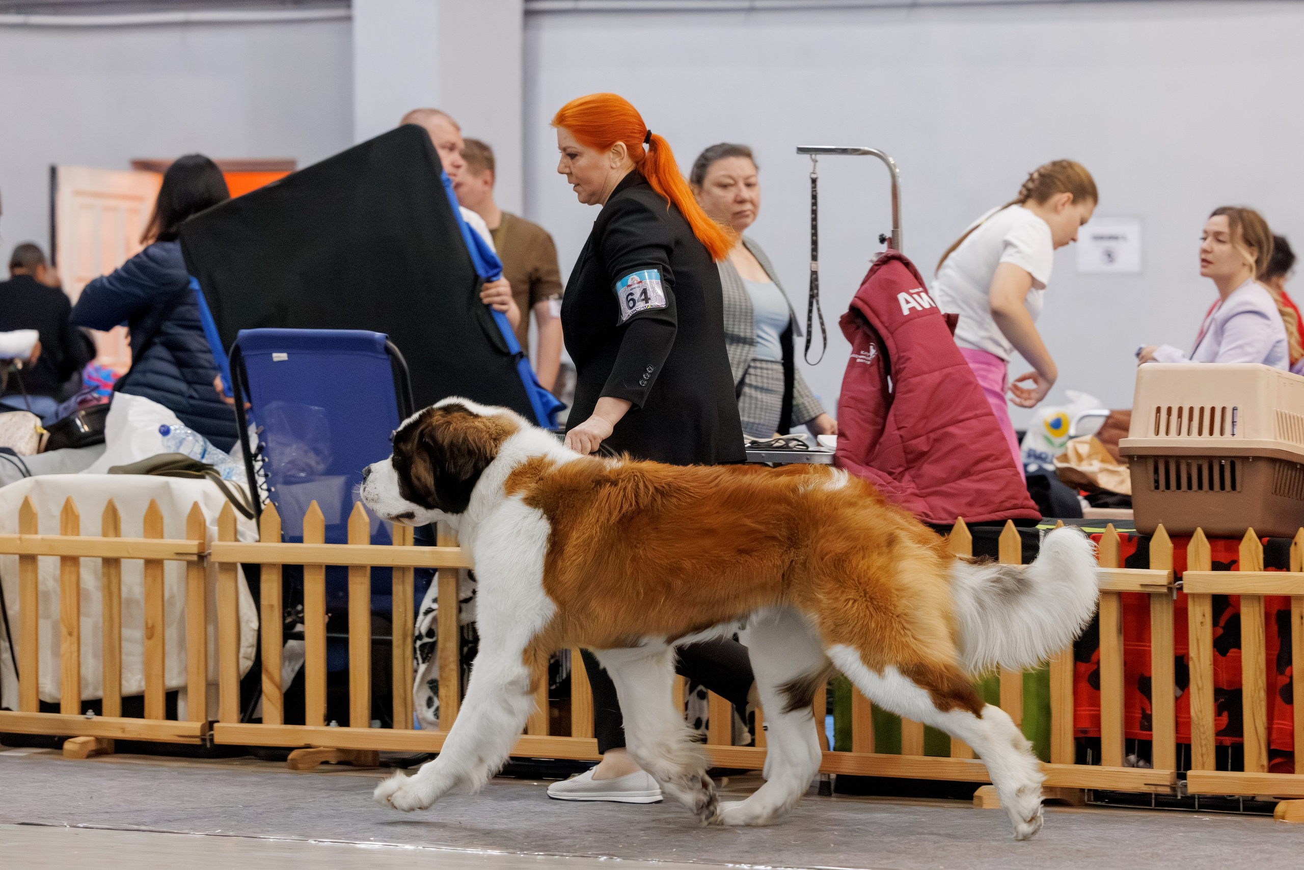 Ереван 2х CACIB 29-30.04.2025. Фотограф-анималист Юлия Германика