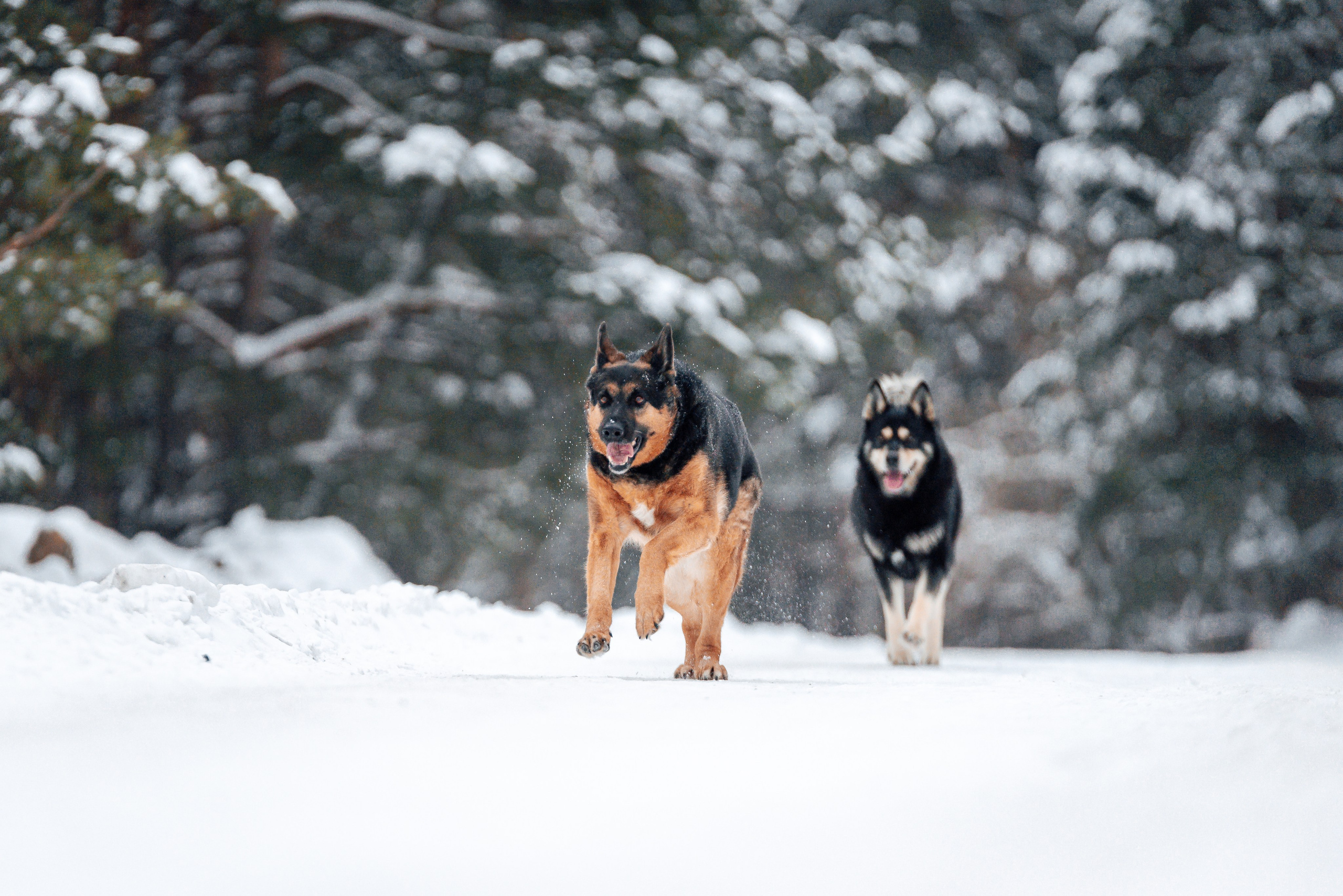 Светлана, Альфа и кошки ✨. Фотограф-анималист Анастасия Парфенова|Екатеринбург