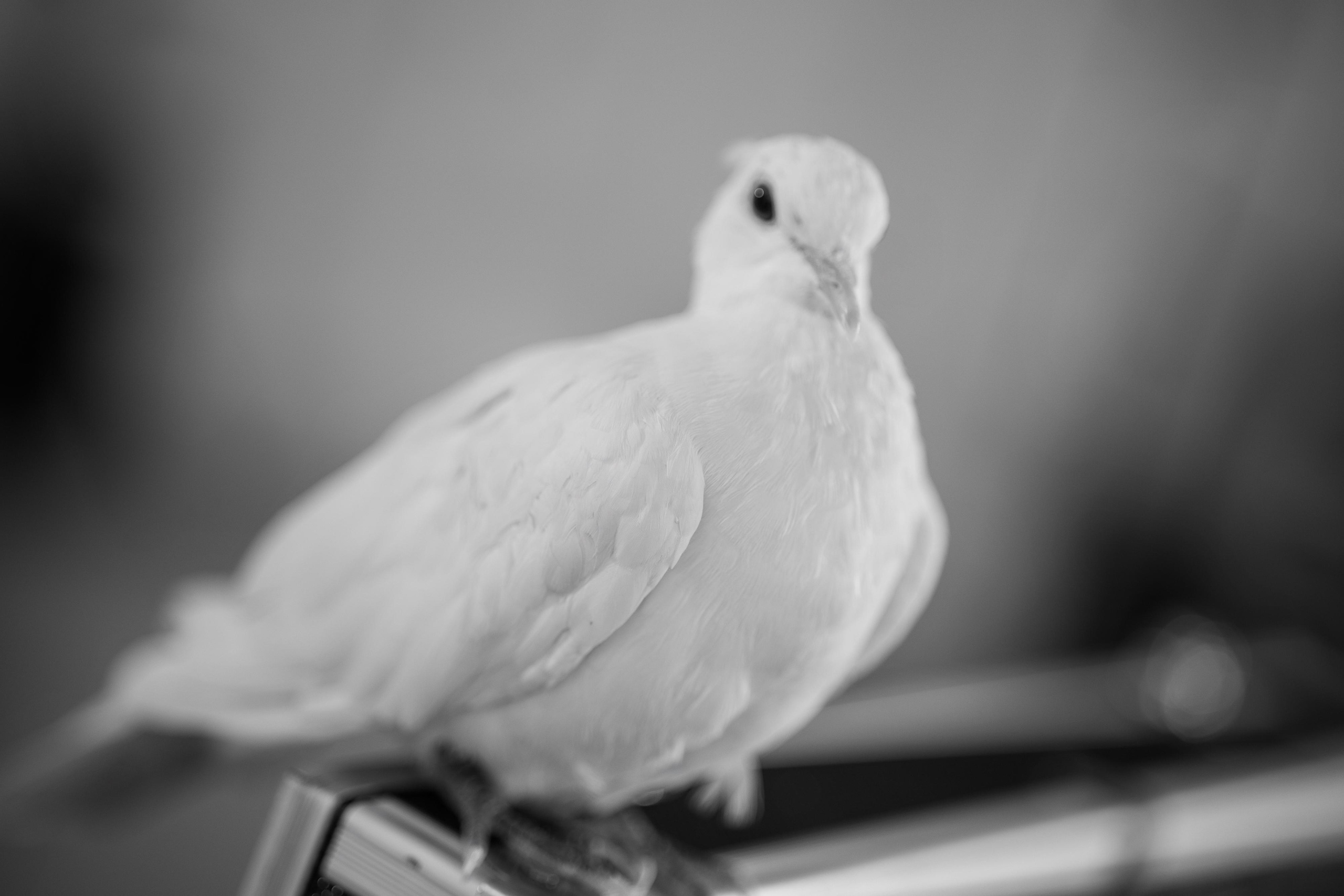 Виктория и Александр. Свадебный фотограф Минск РБ