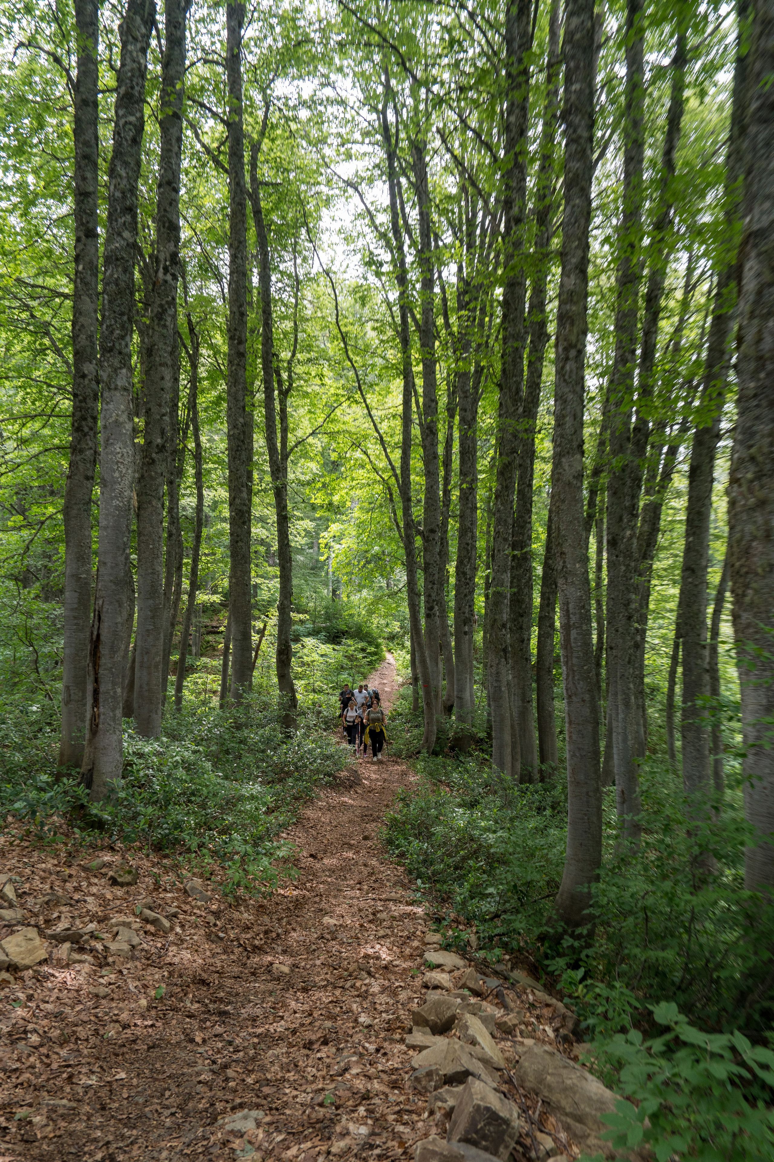 MICE мероприятие для компании «Доставка морем»: хайкинг к Ачипсинским водопадам. Репортажный фотограф в Красной Поляне и Сочи Павлюченко Екатерина