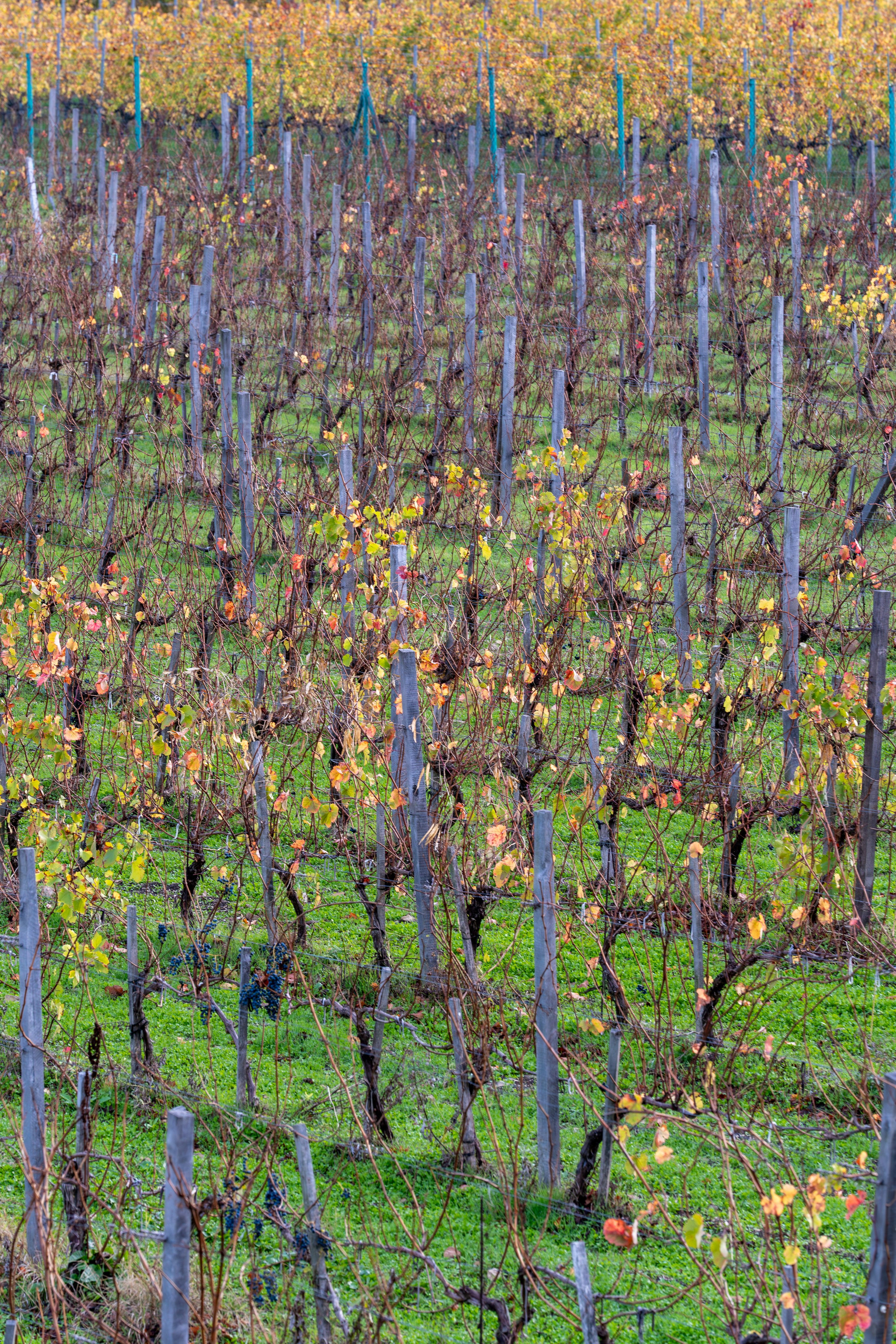 Литературная мастерская с Ольгой Шутовой в «Винотеррии». Репортажный фотограф в Красной Поляне и Сочи Павлюченко Екатерина