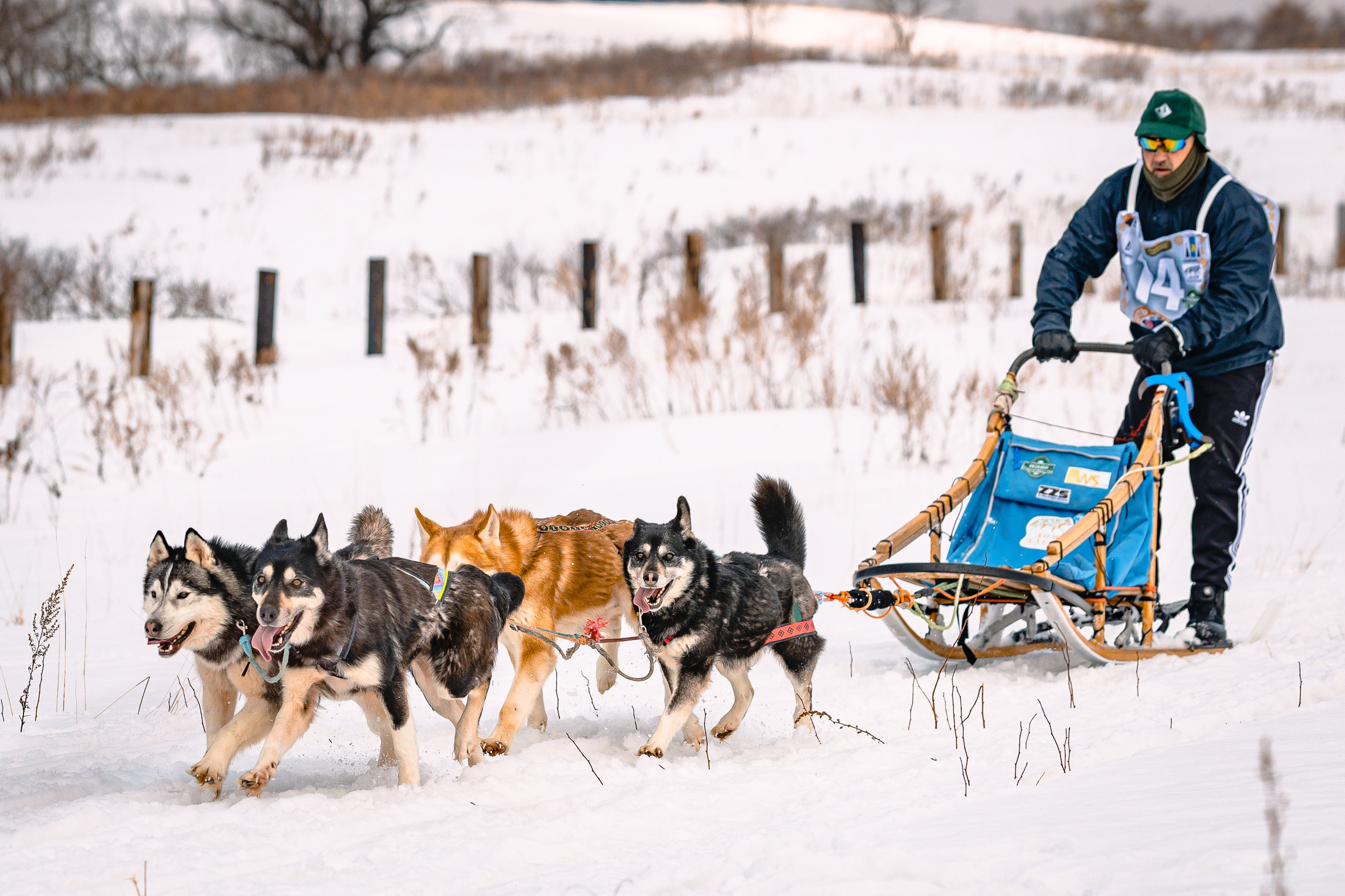 Фестиваль ездового спорта. Фотограф. г. Южно-Сахалинск. Олег Толстов