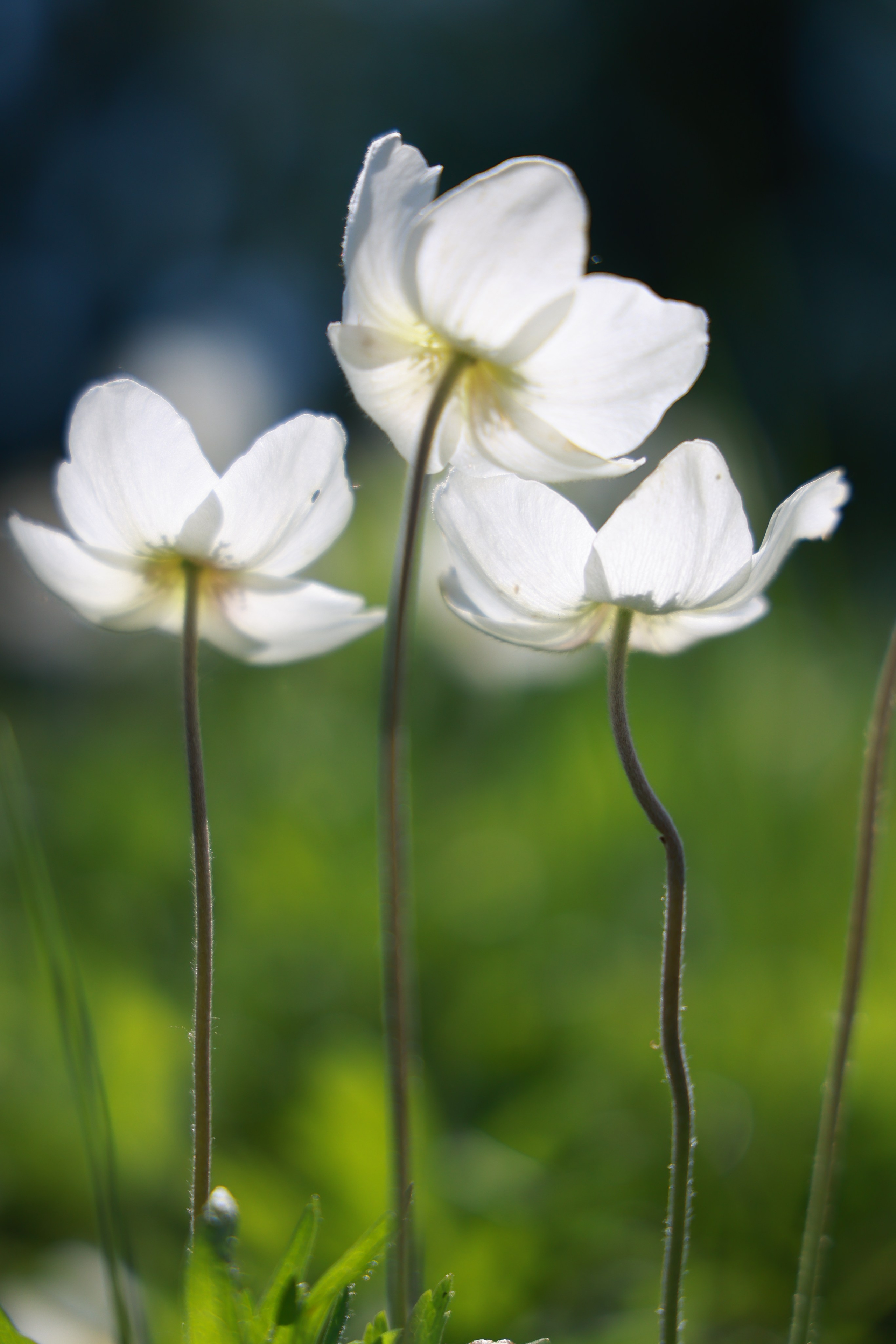 Мир вокруг нас. Разное. Фотограф Наталья Кузьмик г. Красноярск