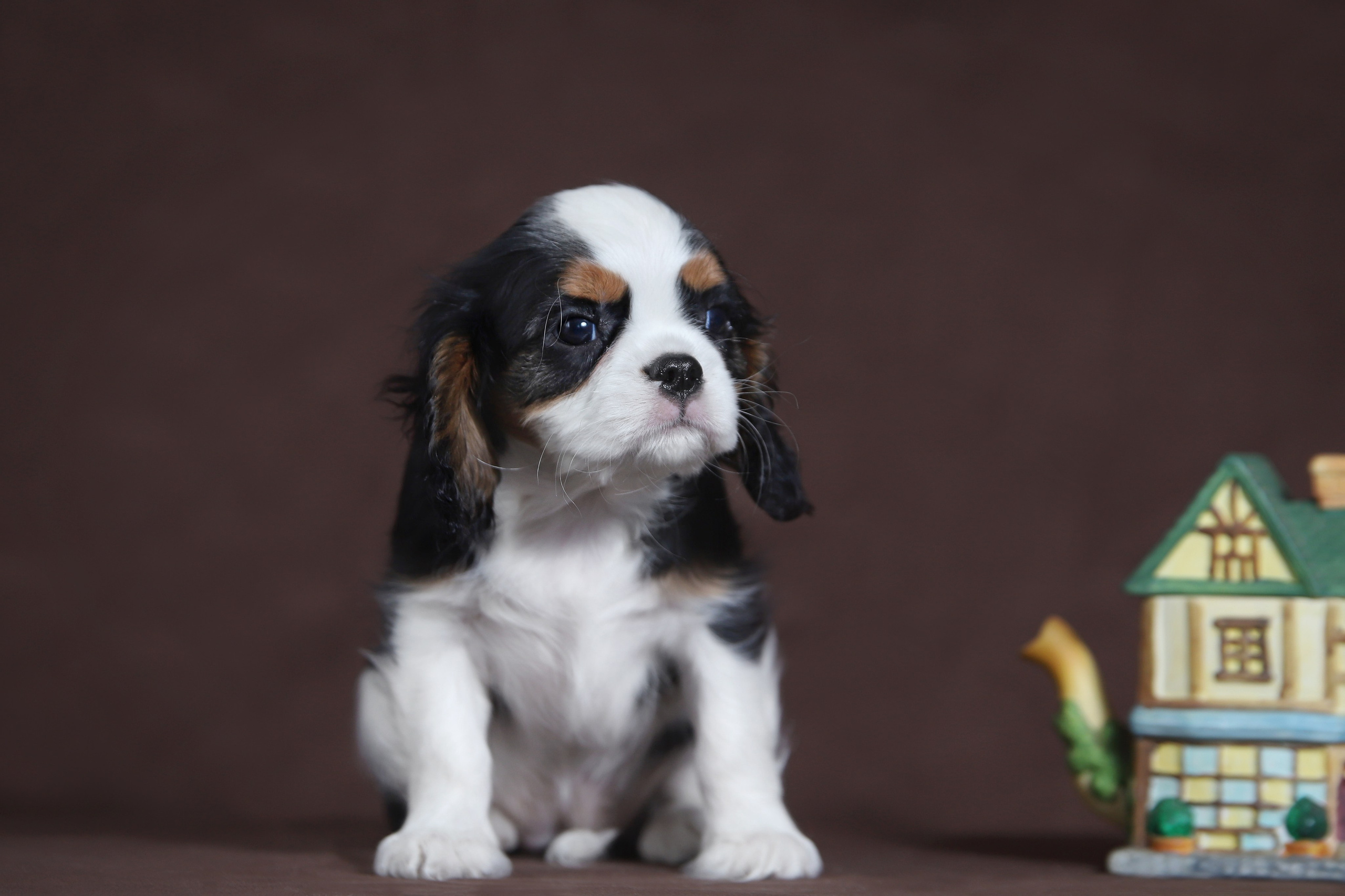 КАВАЛЕР КИНГ ЧАРЛЬЗ СПАНИЕЛЬ. Юлия Микульская. Рыбинск