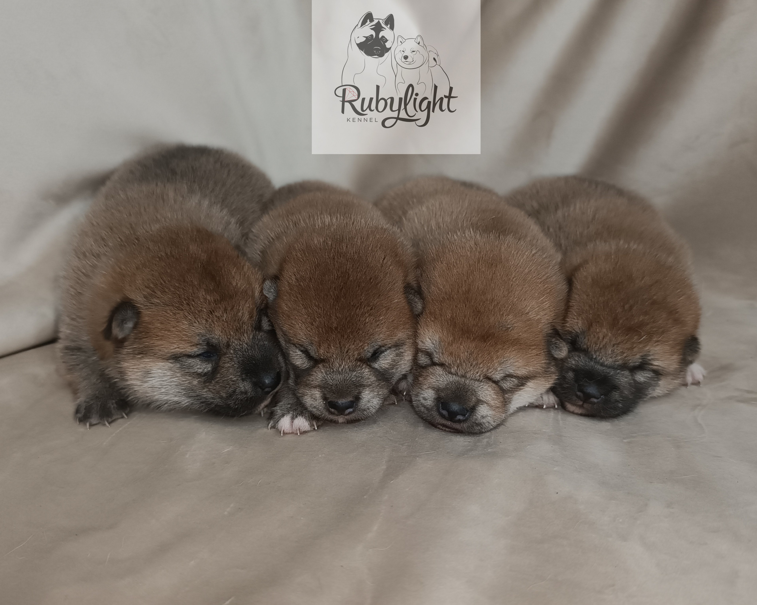 сиба питомник Рубилайт щенки на продажу rubylight  сиба щенки купить СПб Санкт-Петербург 