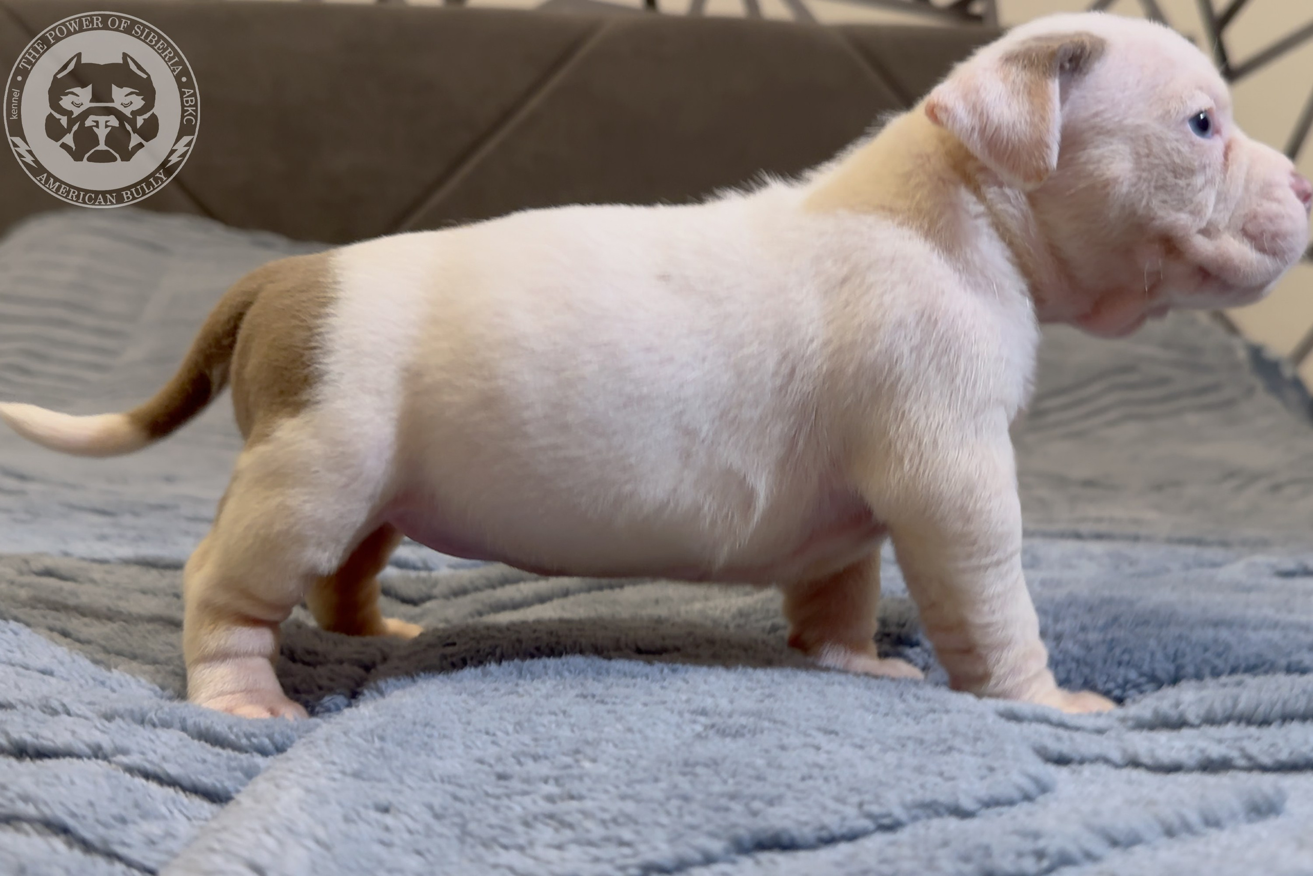Свободные щенки Американский Булли стандарт и Свободные щенки Американский Булли классик. Американский Булли в г. Ростов-на-Дону. Питомник THE POWER OF SIBERIA