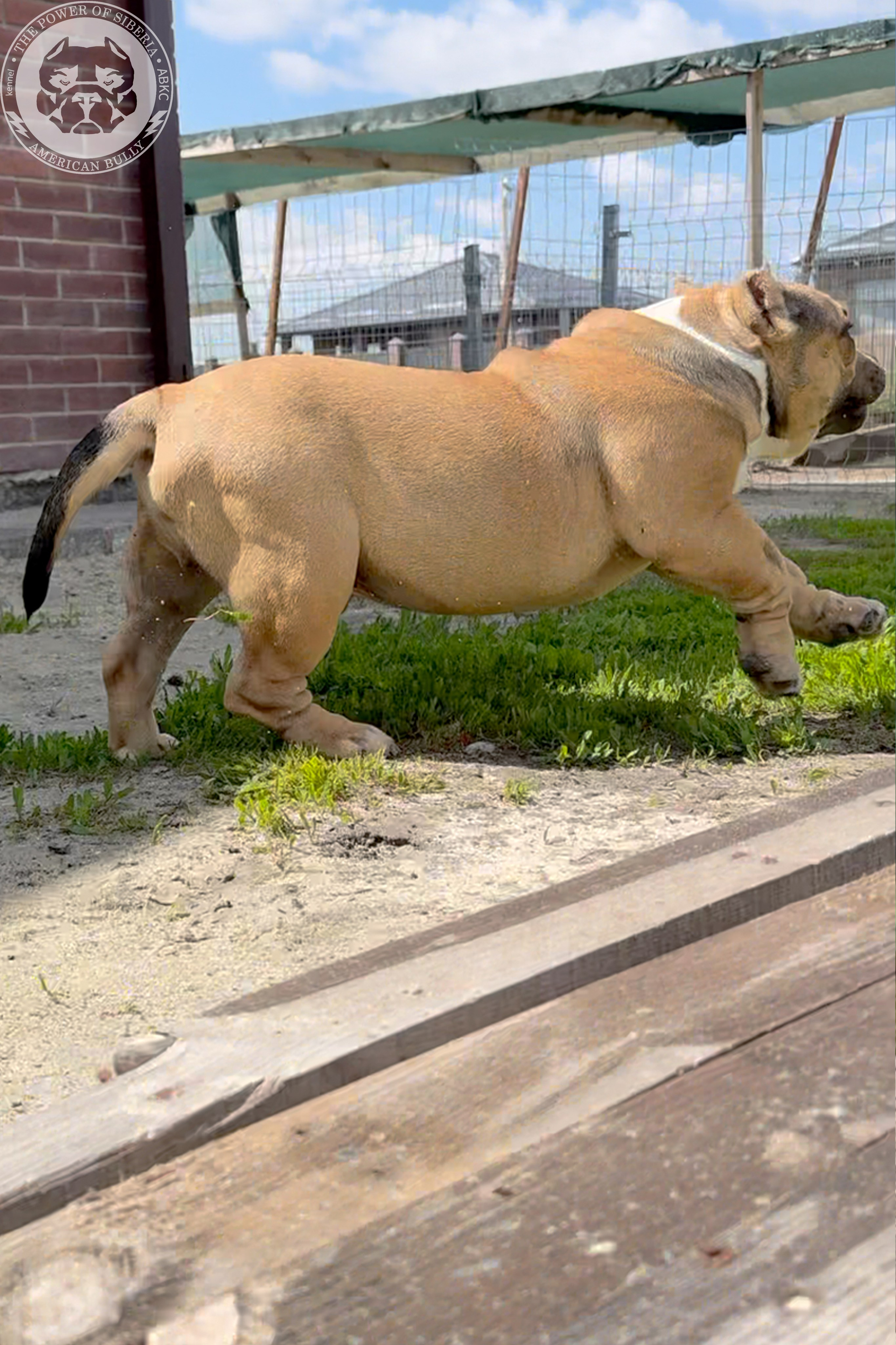 22.11.25 Тагира-Каспер. Американский Булли в г. Ростов-на-Дону. Питомник THE POWER OF SIBERIA