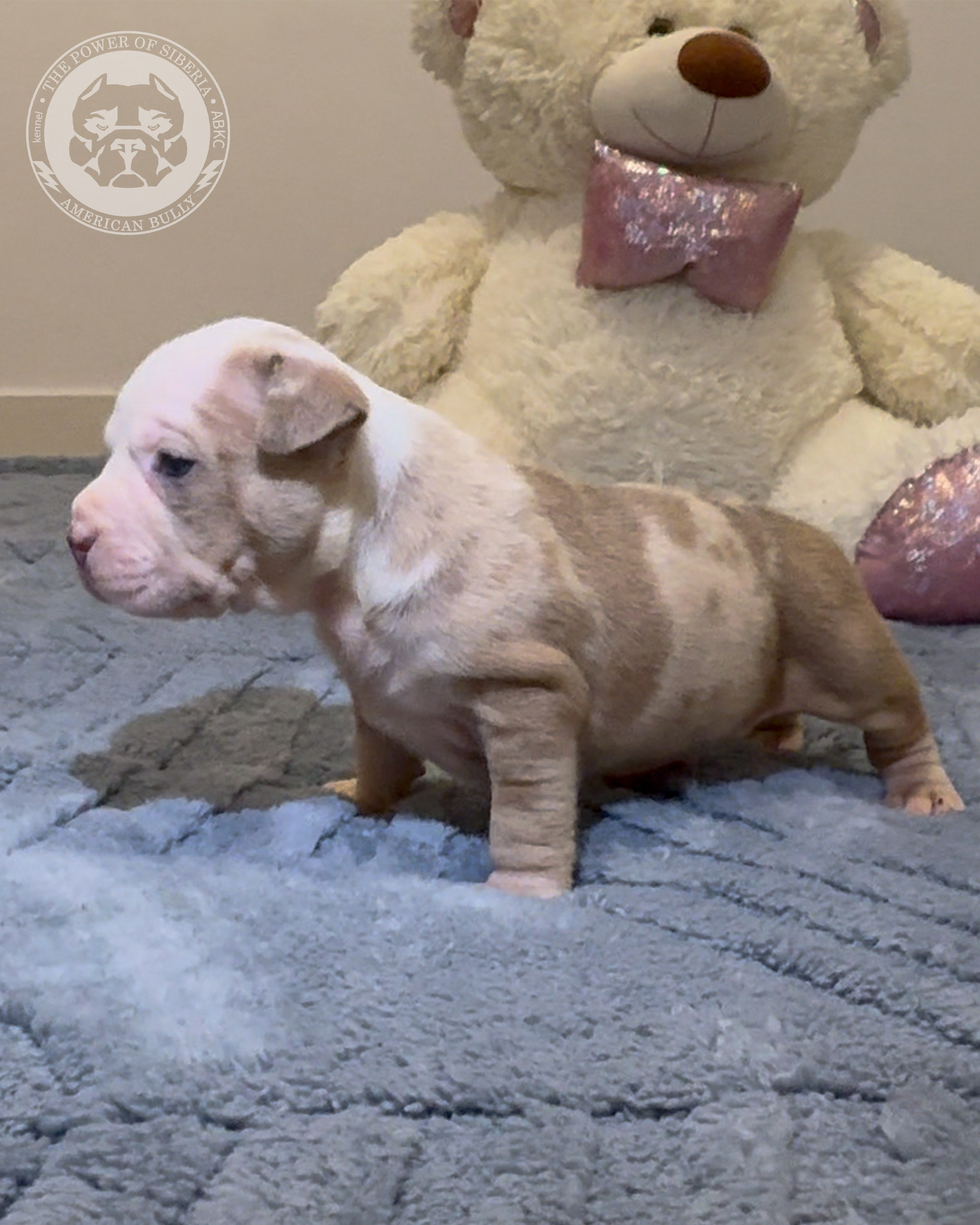 Свободные щенки Американский Булли, в типах покет, классик, стандарт. Американский Булли в г. Ростов-на-Дону. Питомник THE POWER OF SIBERIA