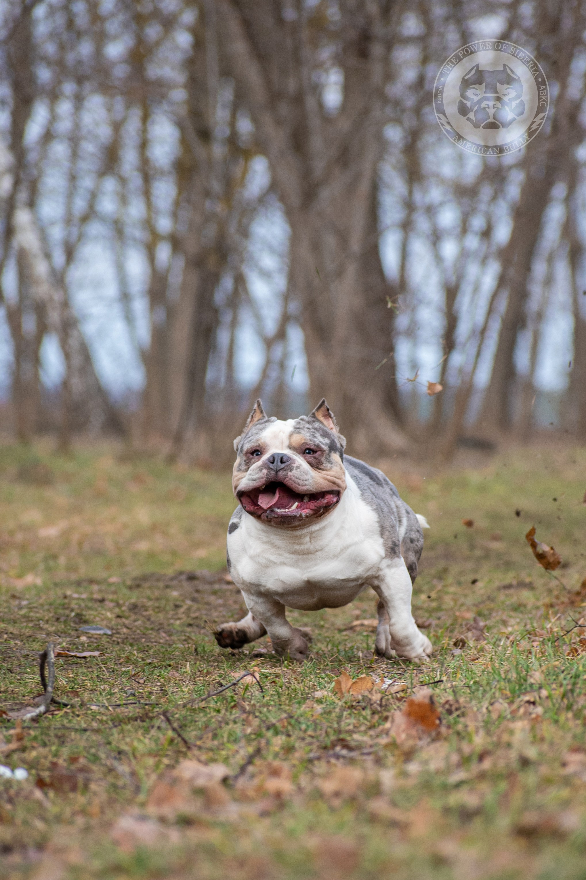 Январские фотографии Каспера (дубль). Американский Булли в г. Ростов-на-Дону. Питомник THE POWER OF SIBERIA