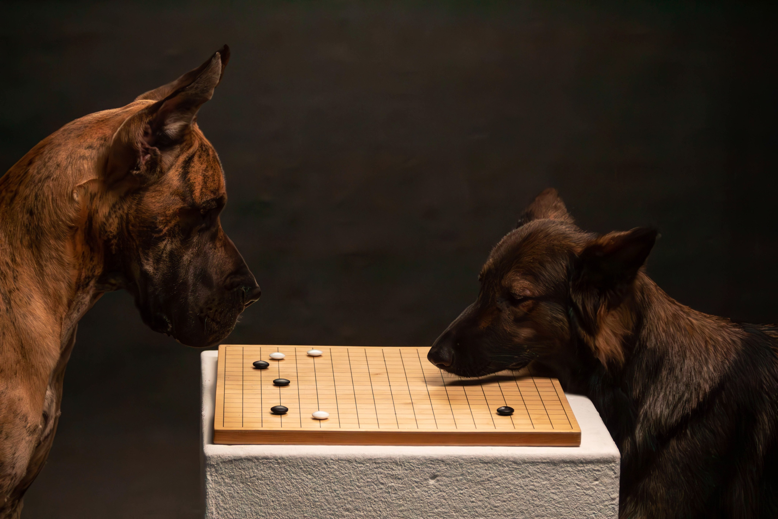 Елена, Honney Highlight и Эрафия. Фотограф анималист — Тула, Москва