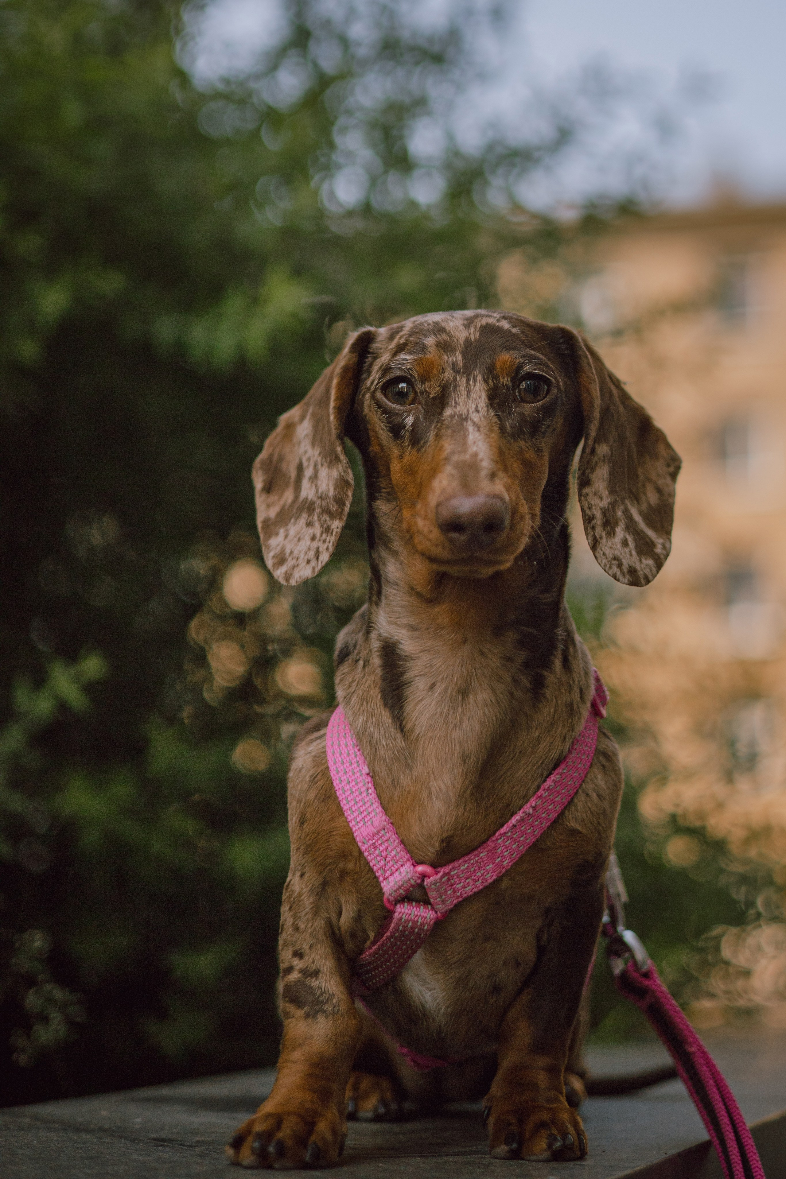 Каринэ и Келли. Фотограф — анималист •love-story•|Санкт-Петербург