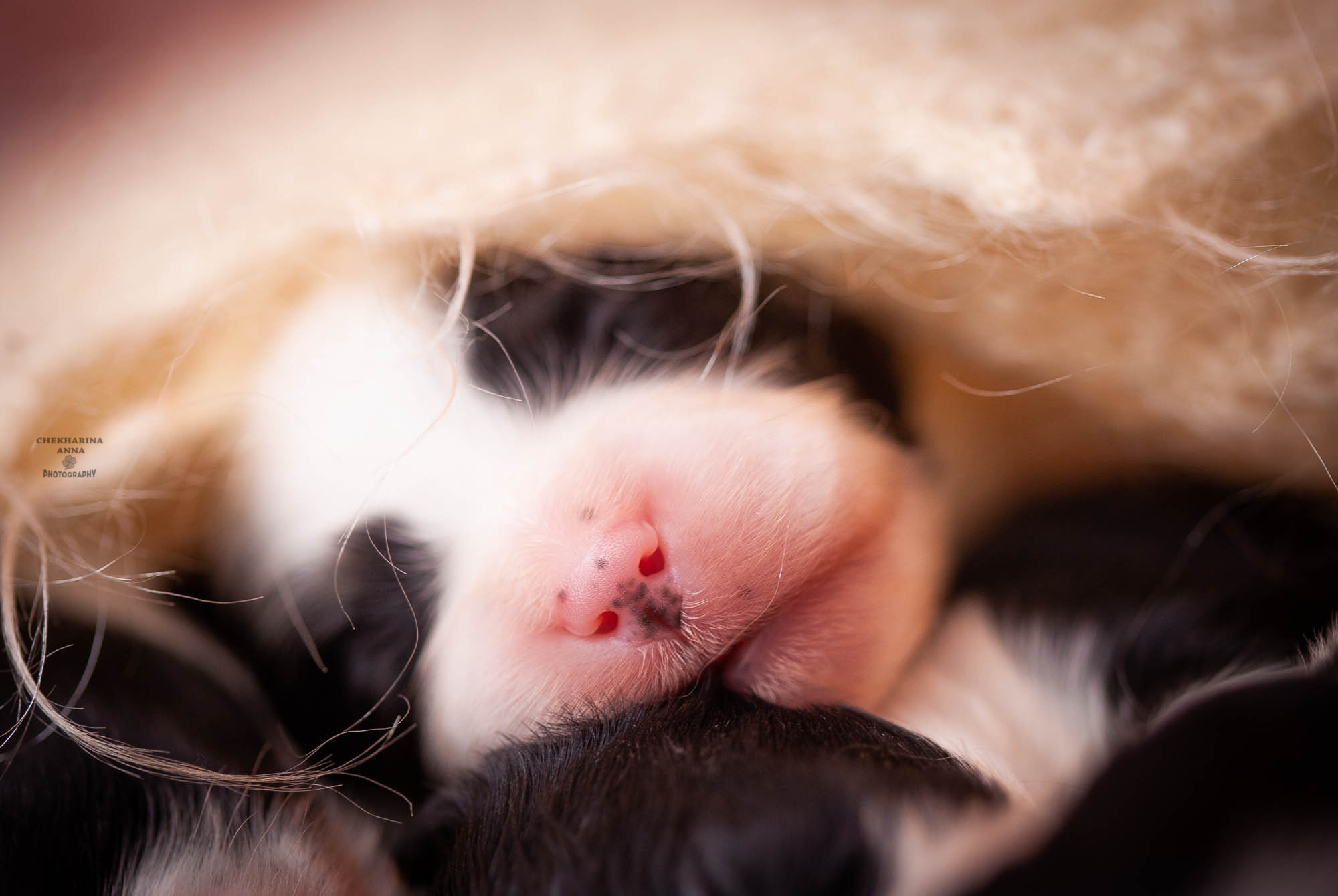 Анималистика. Профессиональный фотограф Чехарина Анна / pro photographer Chekharina