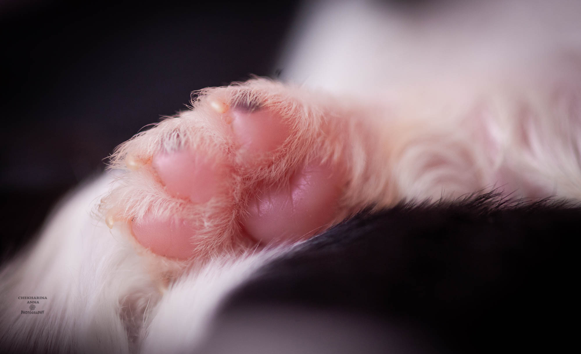 Анималистика. Профессиональный фотограф Чехарина Анна / pro photographer Chekharina