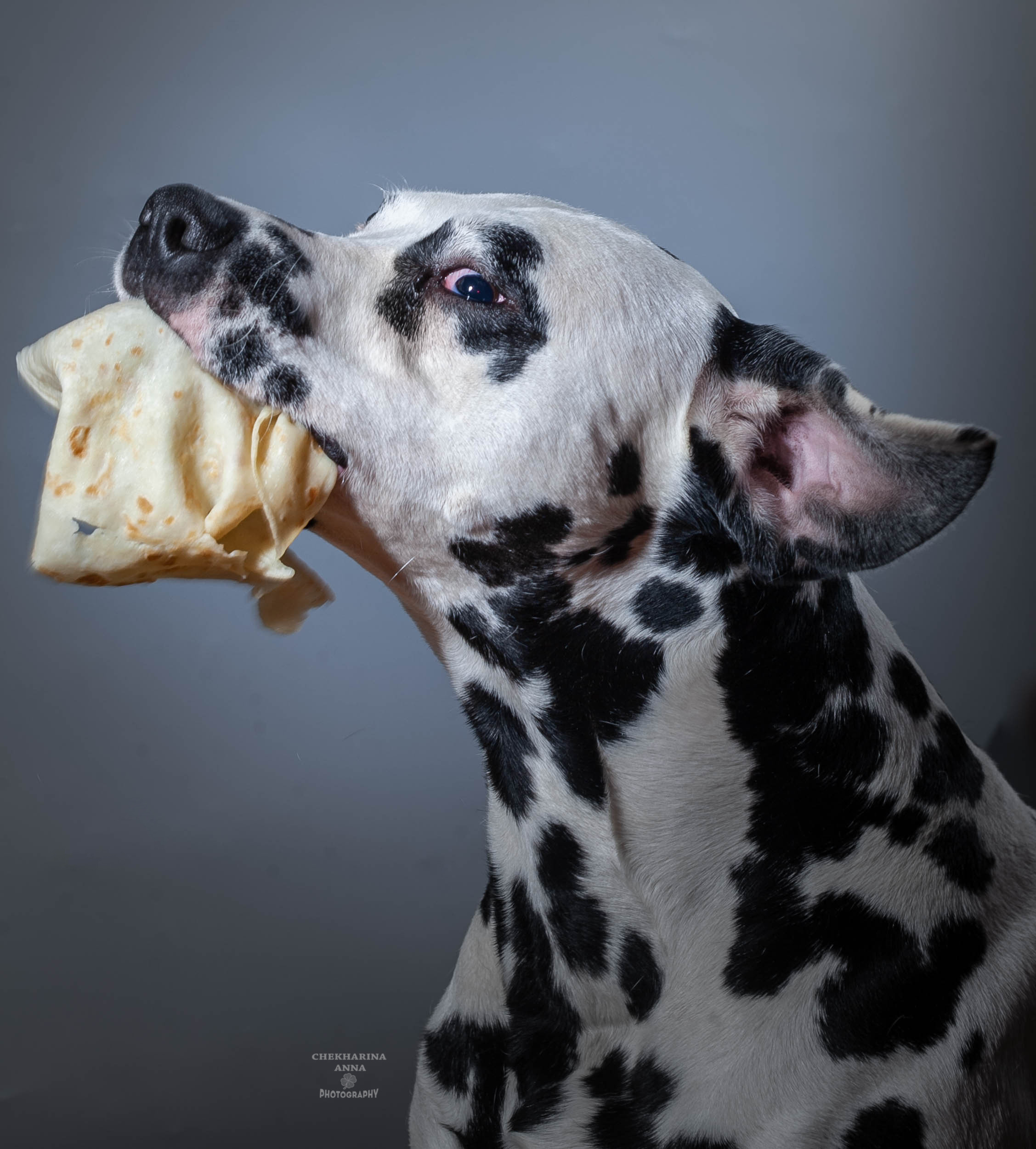 Анималистика. Профессиональный фотограф Чехарина Анна / pro photographer Chekharina
