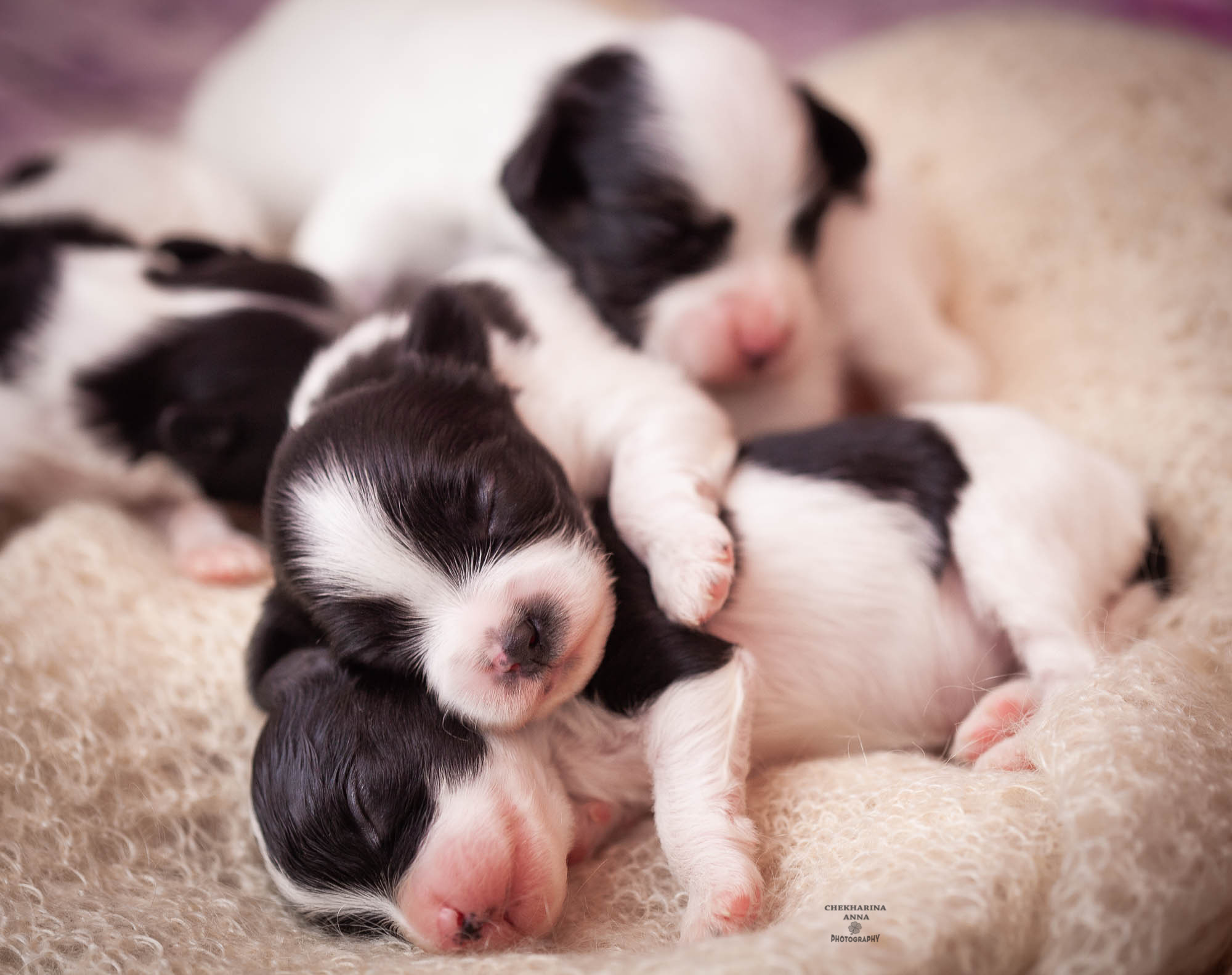 Анималистика. Профессиональный фотограф Чехарина Анна / pro photographer Chekharina