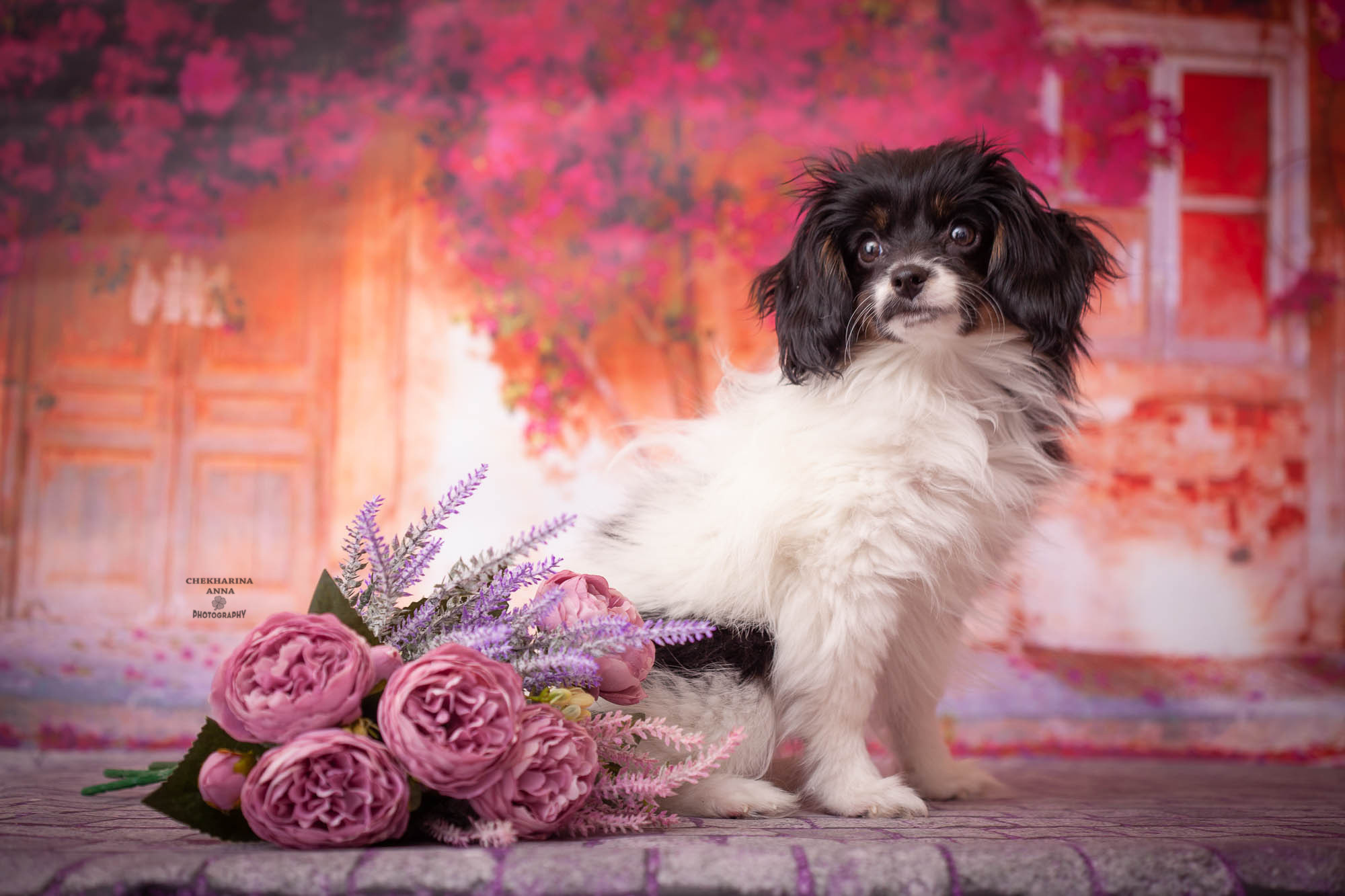 Анималистика. Профессиональный фотограф Чехарина Анна / pro photographer Chekharina