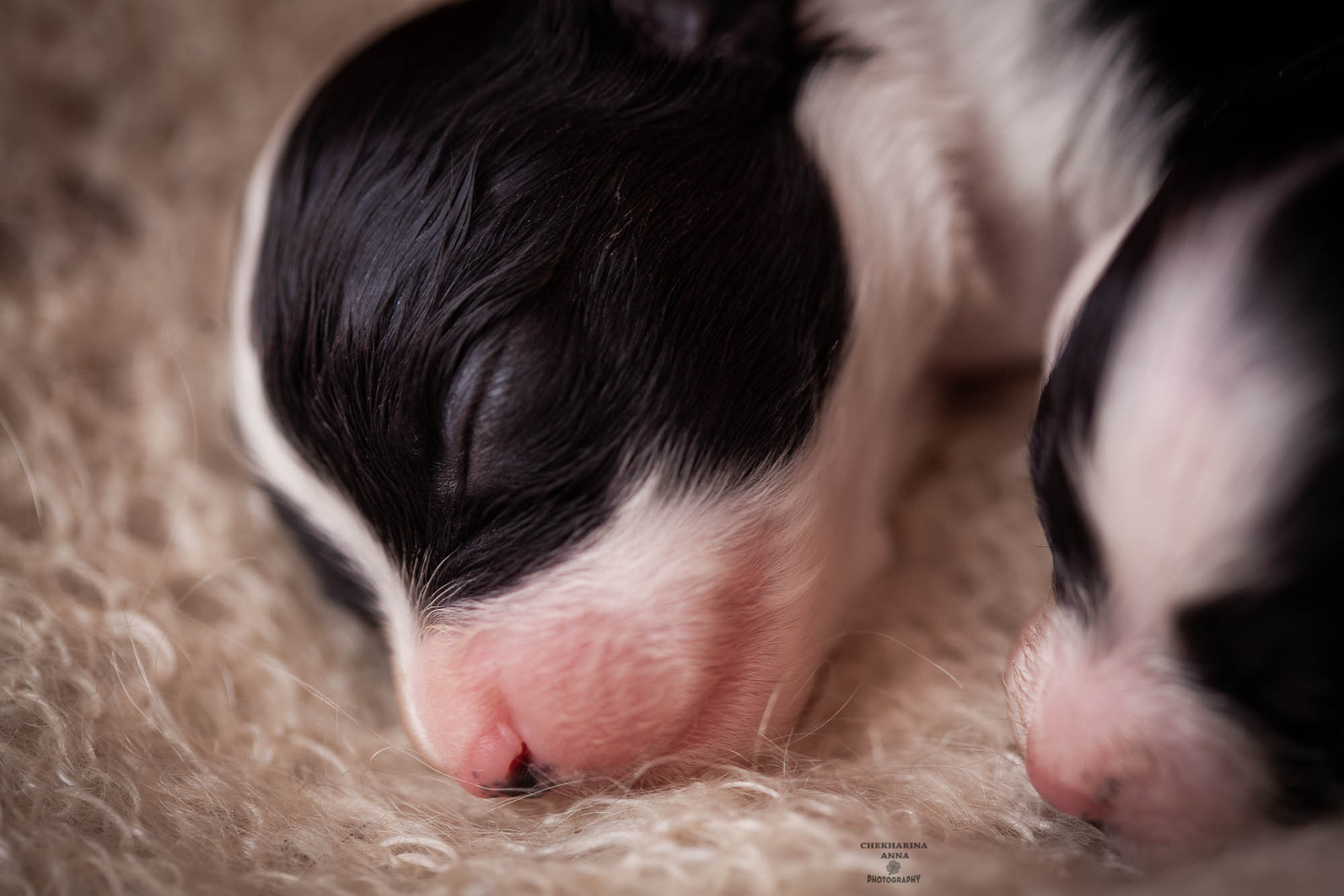Анималистика. Профессиональный фотограф Чехарина Анна / pro photographer Chekharina