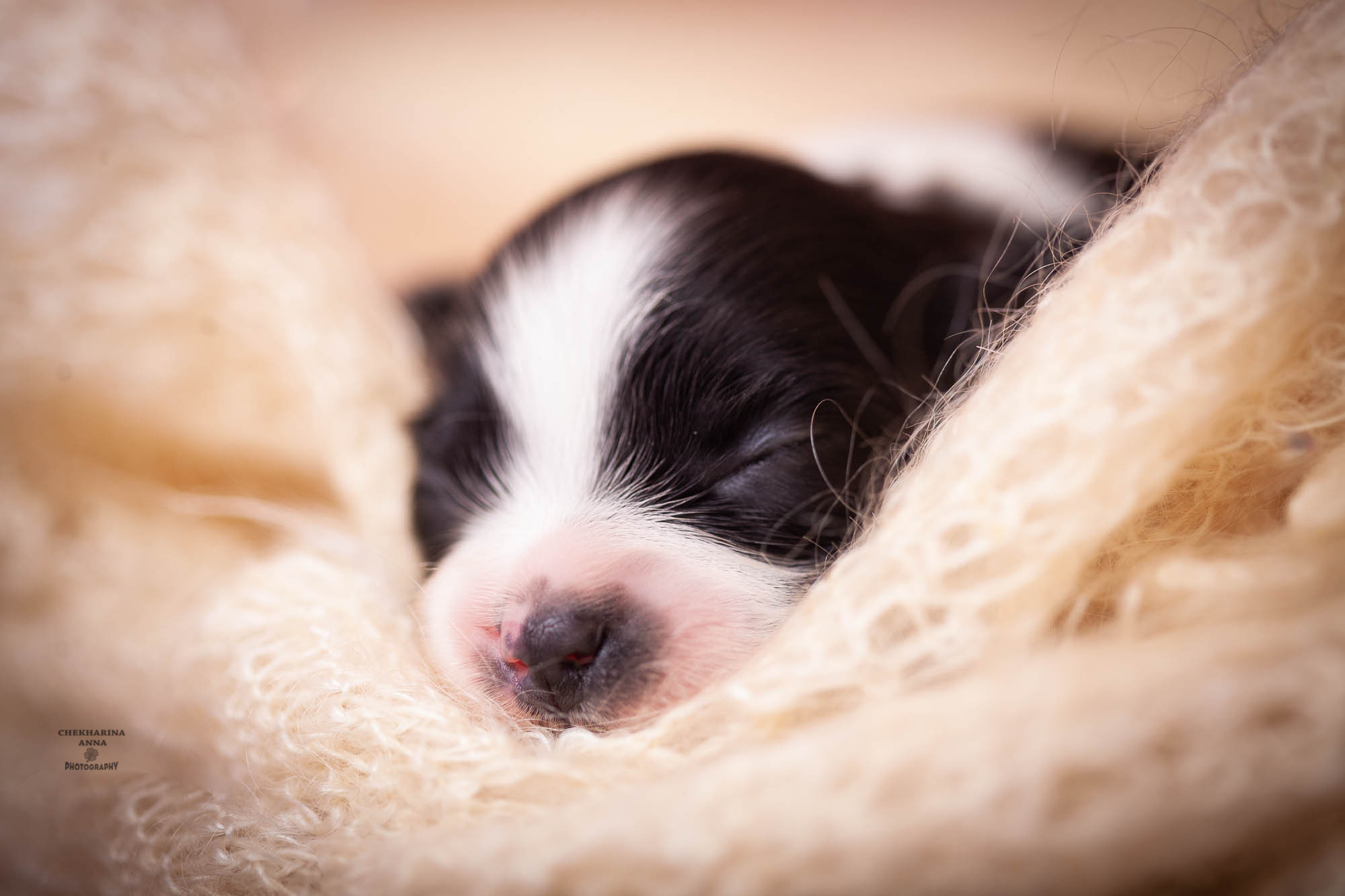 Анималистика. Профессиональный фотограф Чехарина Анна / pro photographer Chekharina
