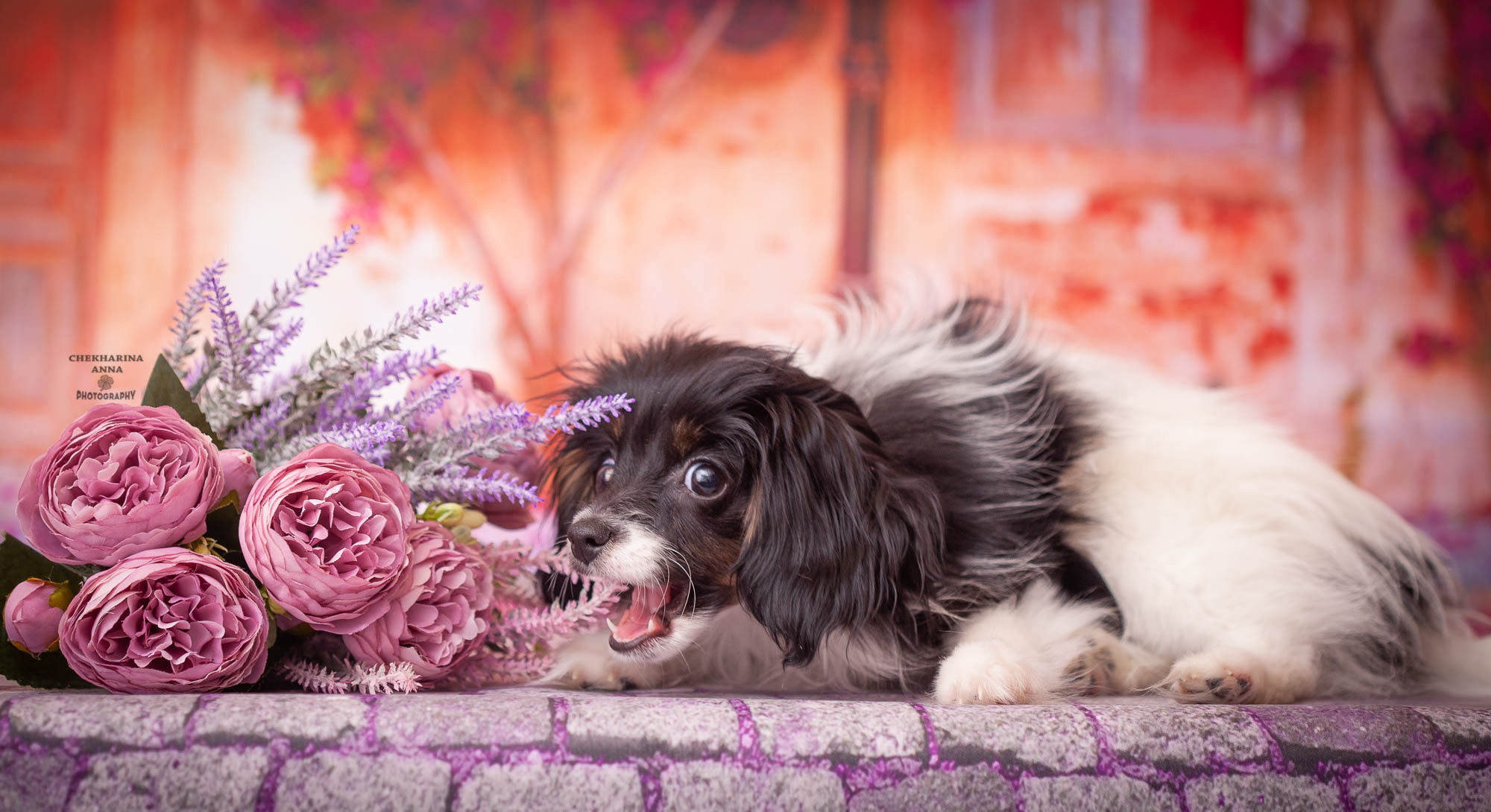 Анималистика. Профессиональный фотограф Чехарина Анна / pro photographer Chekharina
