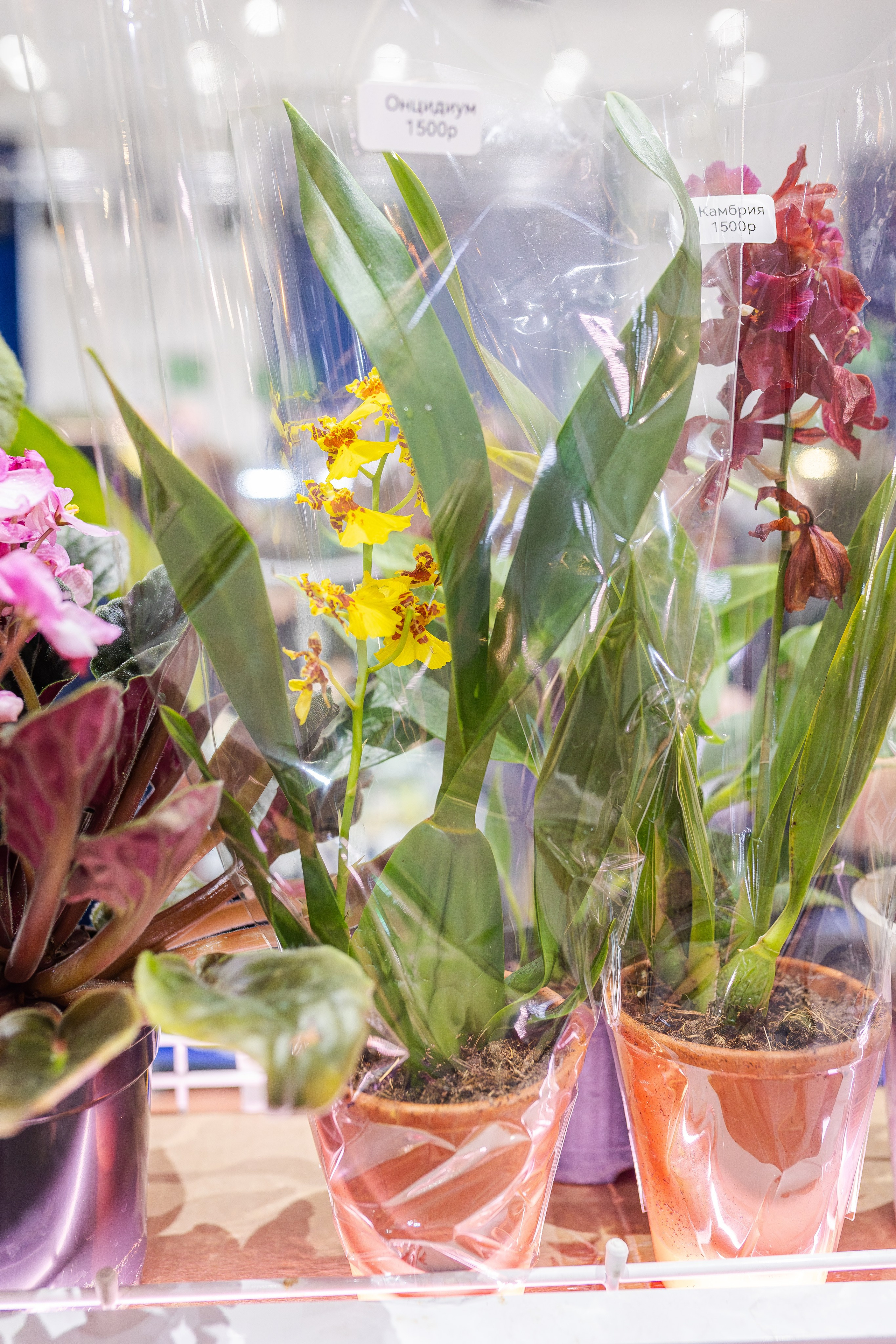 Монстериум апрель 2026. Александра Куликова фотограф, Москва