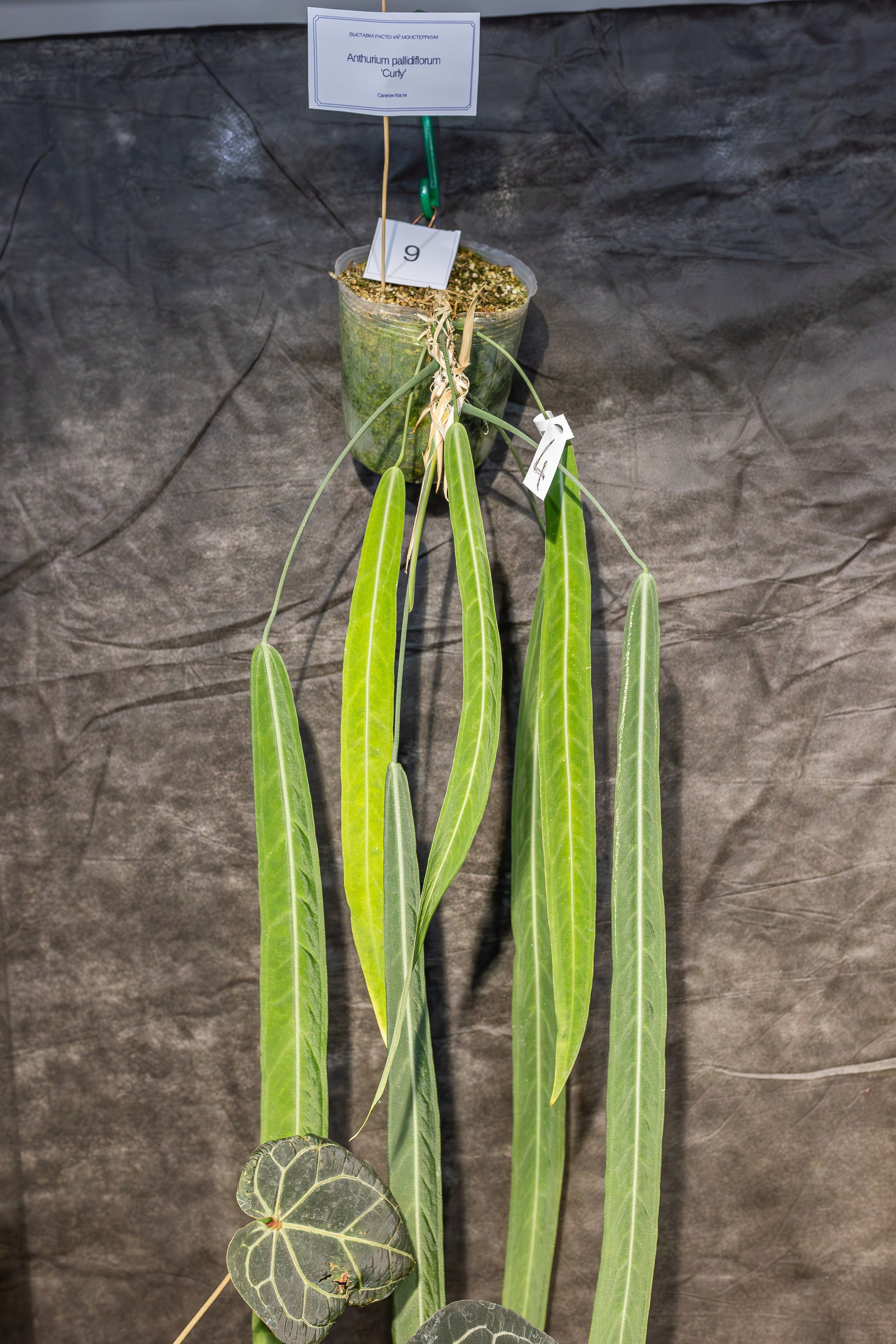 Монстериум апрель 2026. Александра Куликова фотограф, Москва