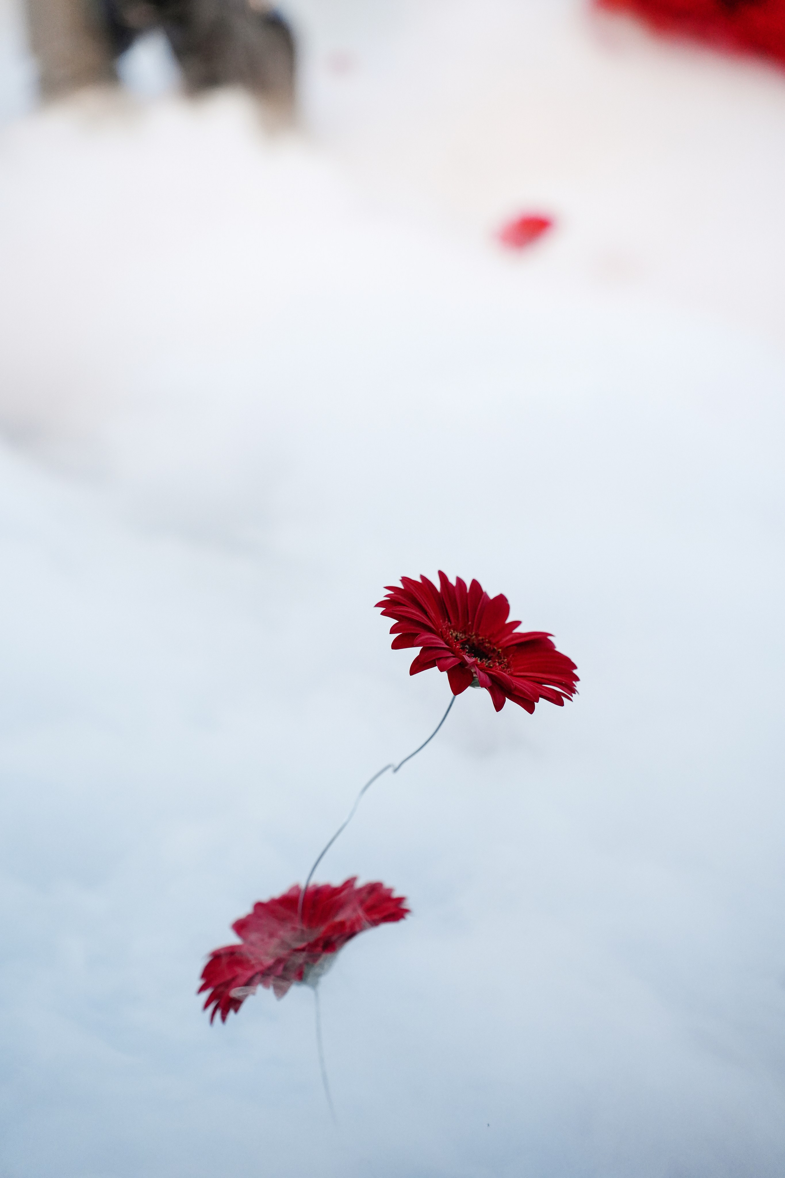 Spotlight Moments of Goodmarine. Свадебный фотограф и видеограф в Ростове-на-Дону. Максим и Наталья Лебедевы