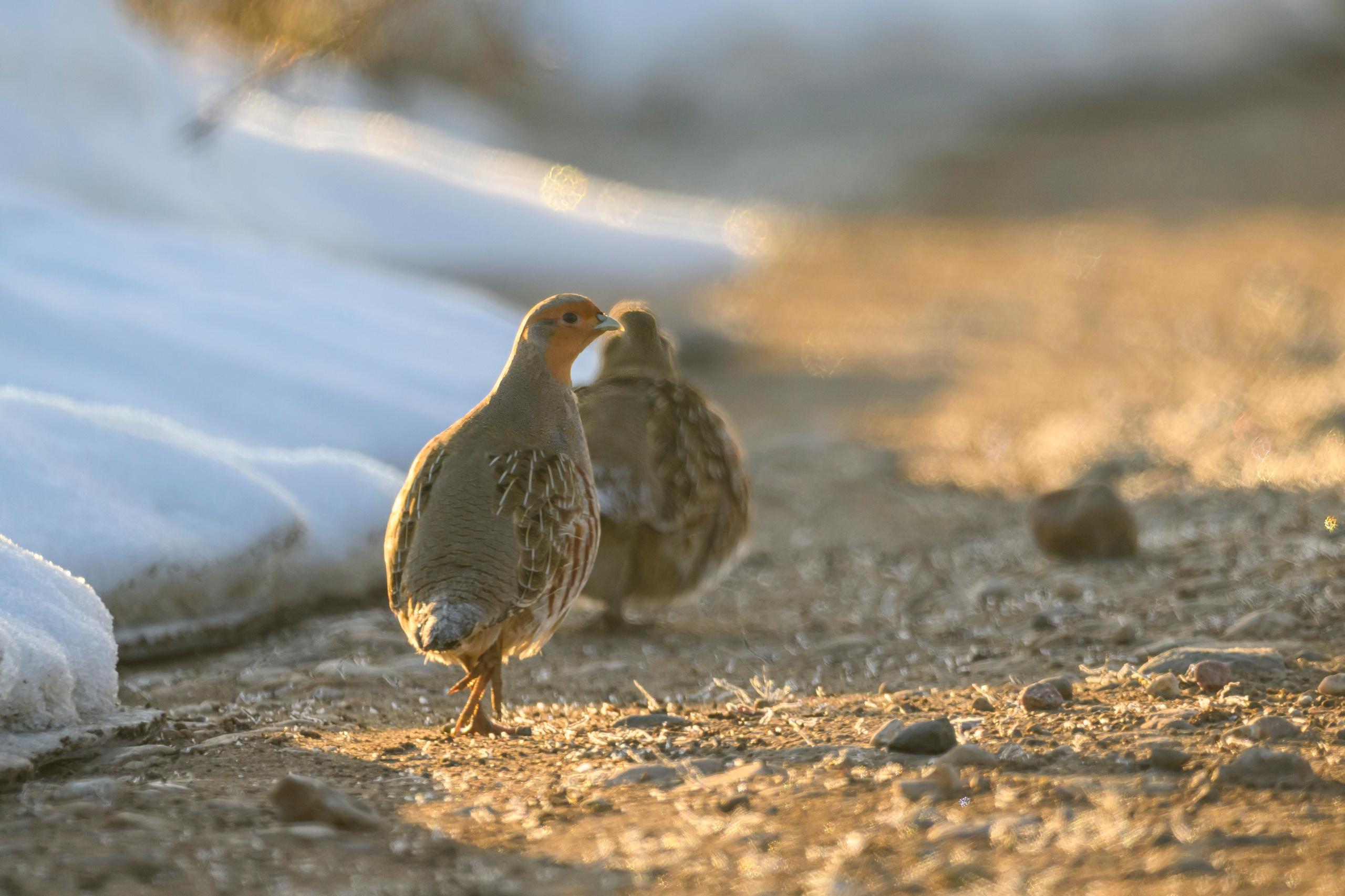 Куропатки. Фотограф Сергей Пупонин
