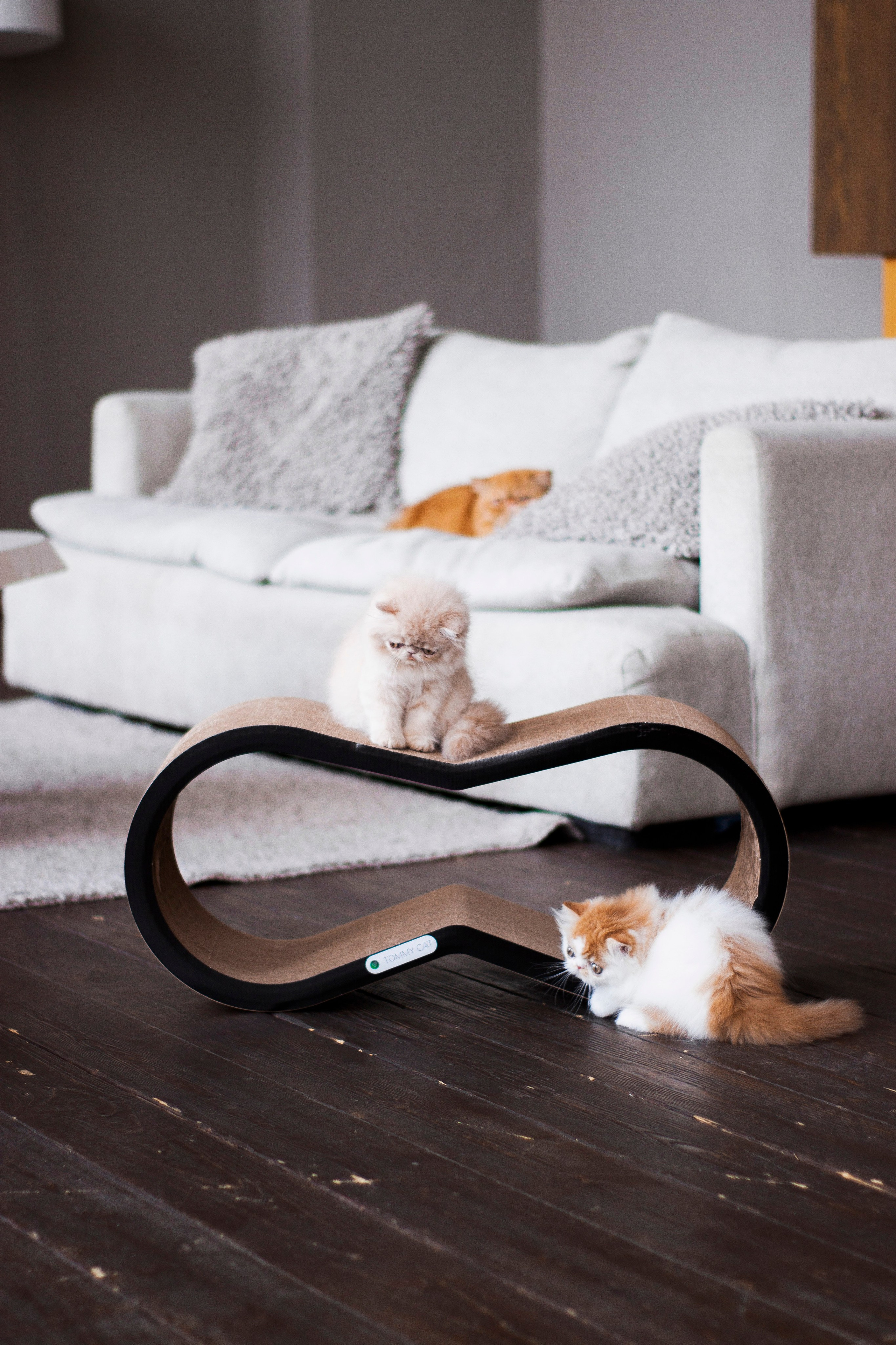 Работа с Tommy cat. Oksan_photo