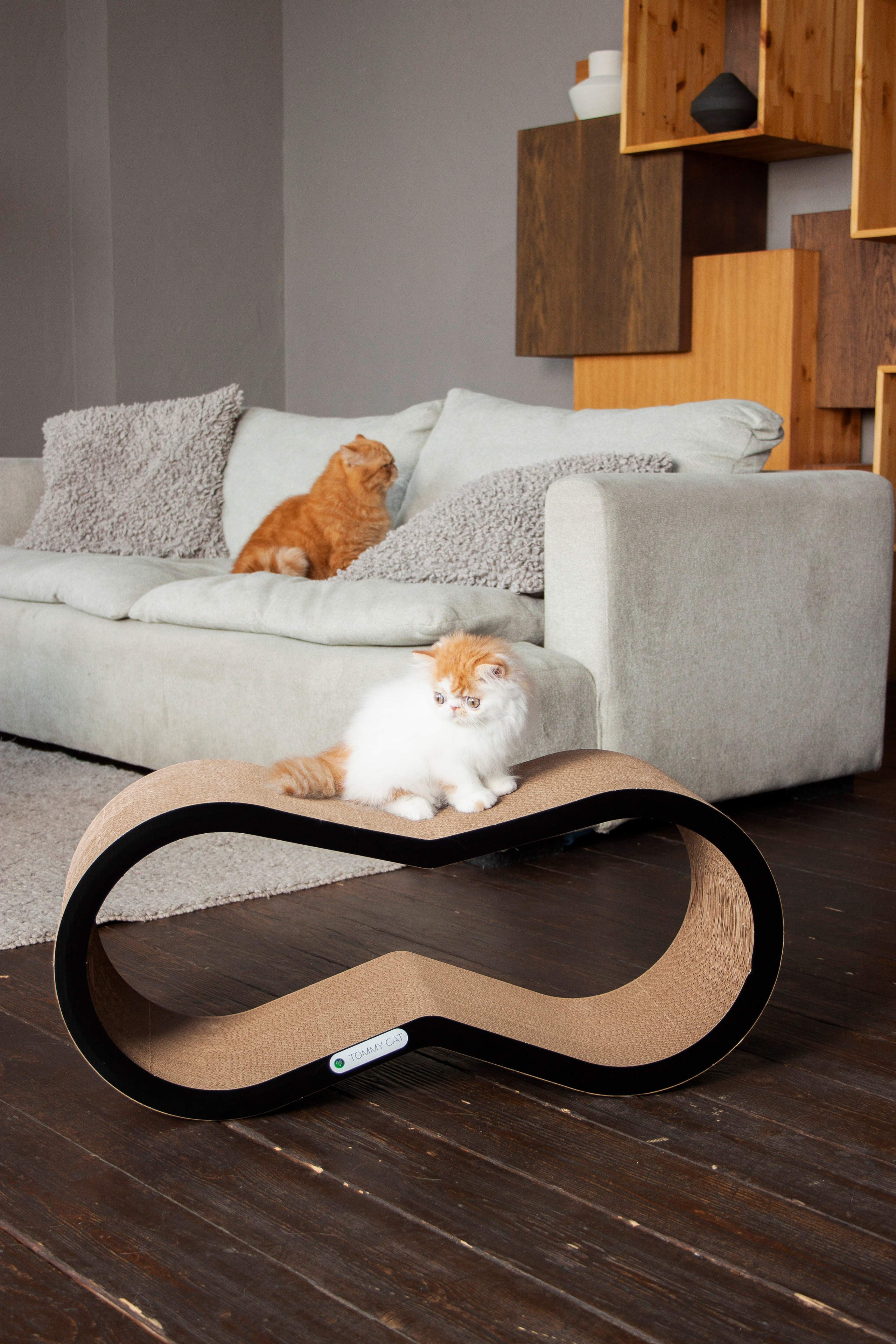 Работа с Tommy cat. Oksan_photo