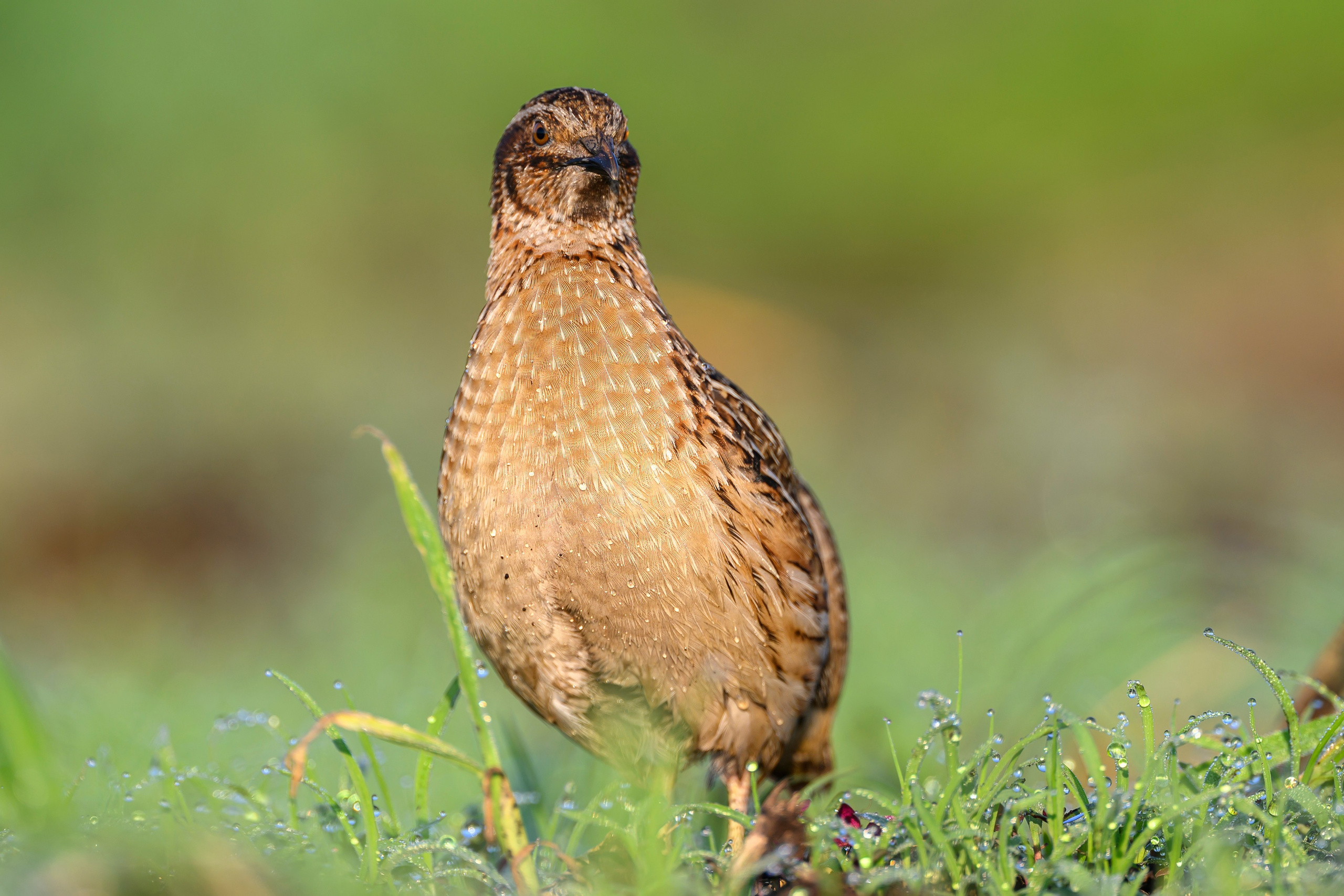 Перепела часть V. Wildlife photography by Sergey Puponin