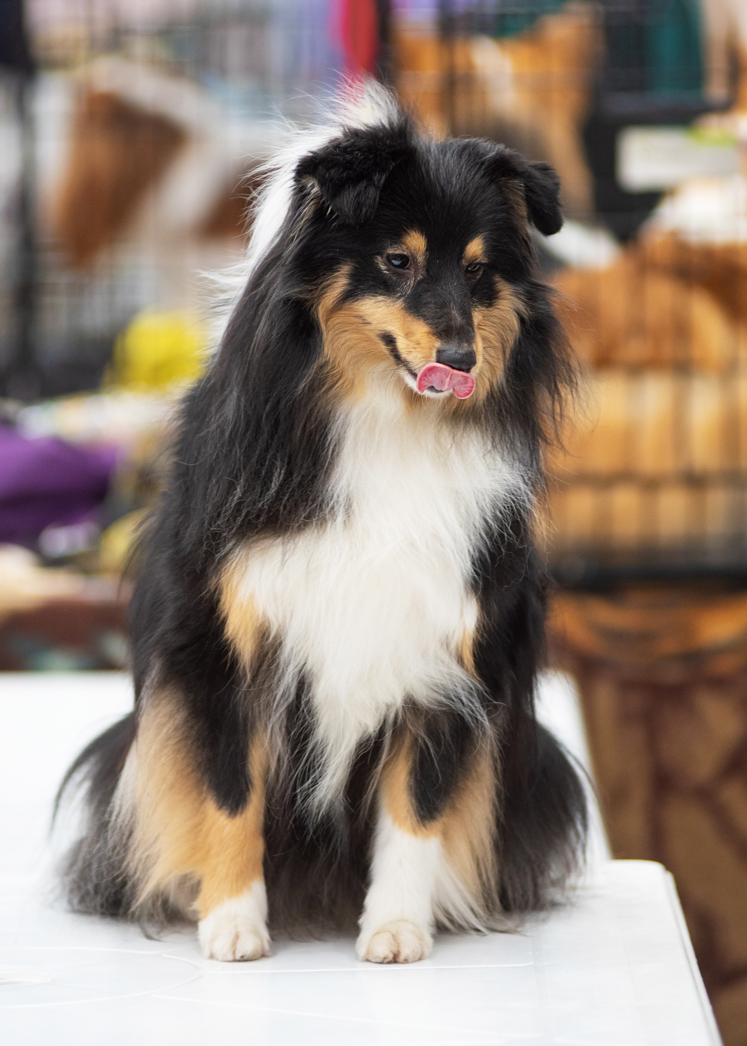 Выставка собак тюмень 14.01.2023. Дог-фотограф в Тюмени Александра Королева