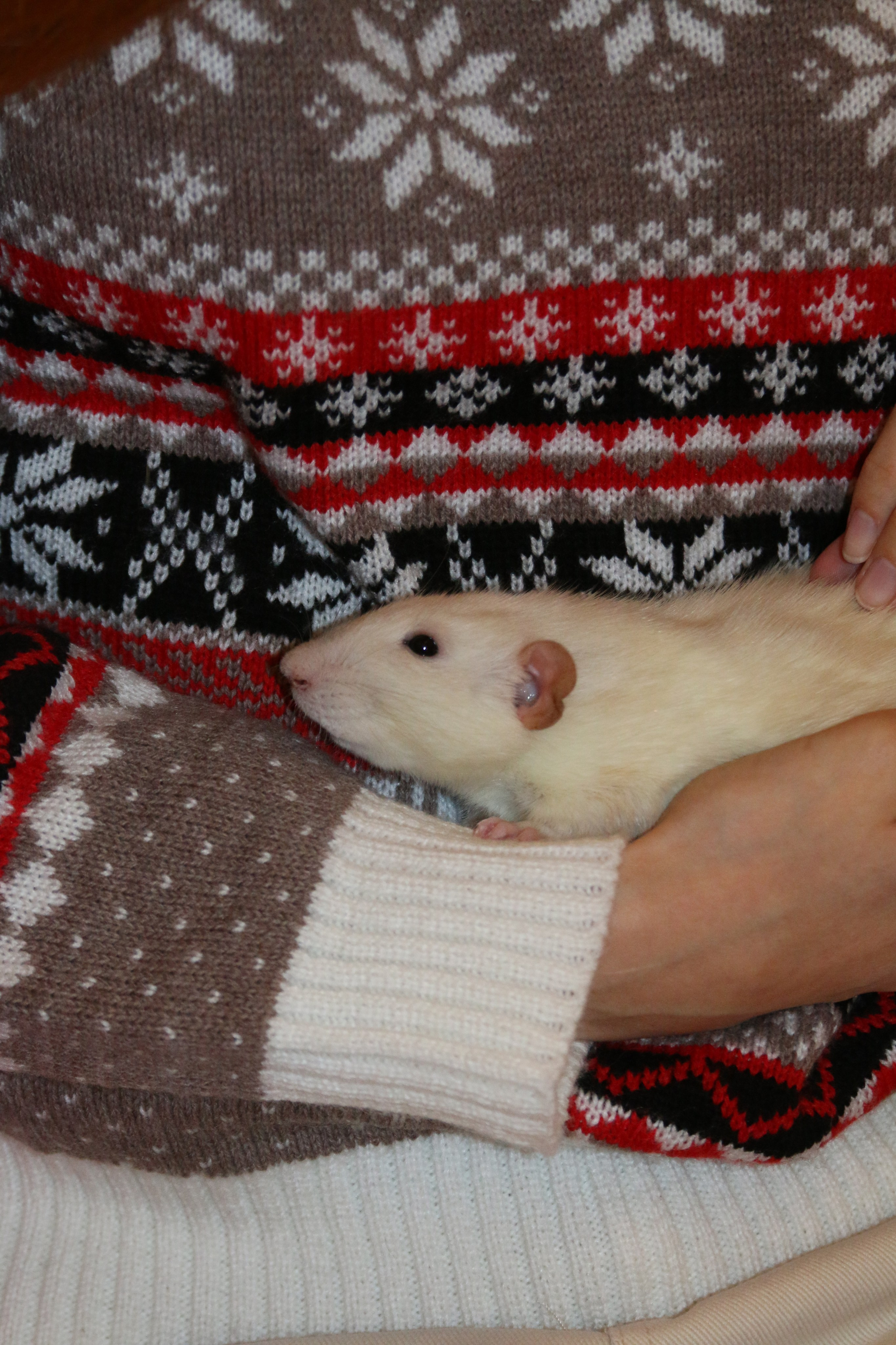 Съемка с питомцем