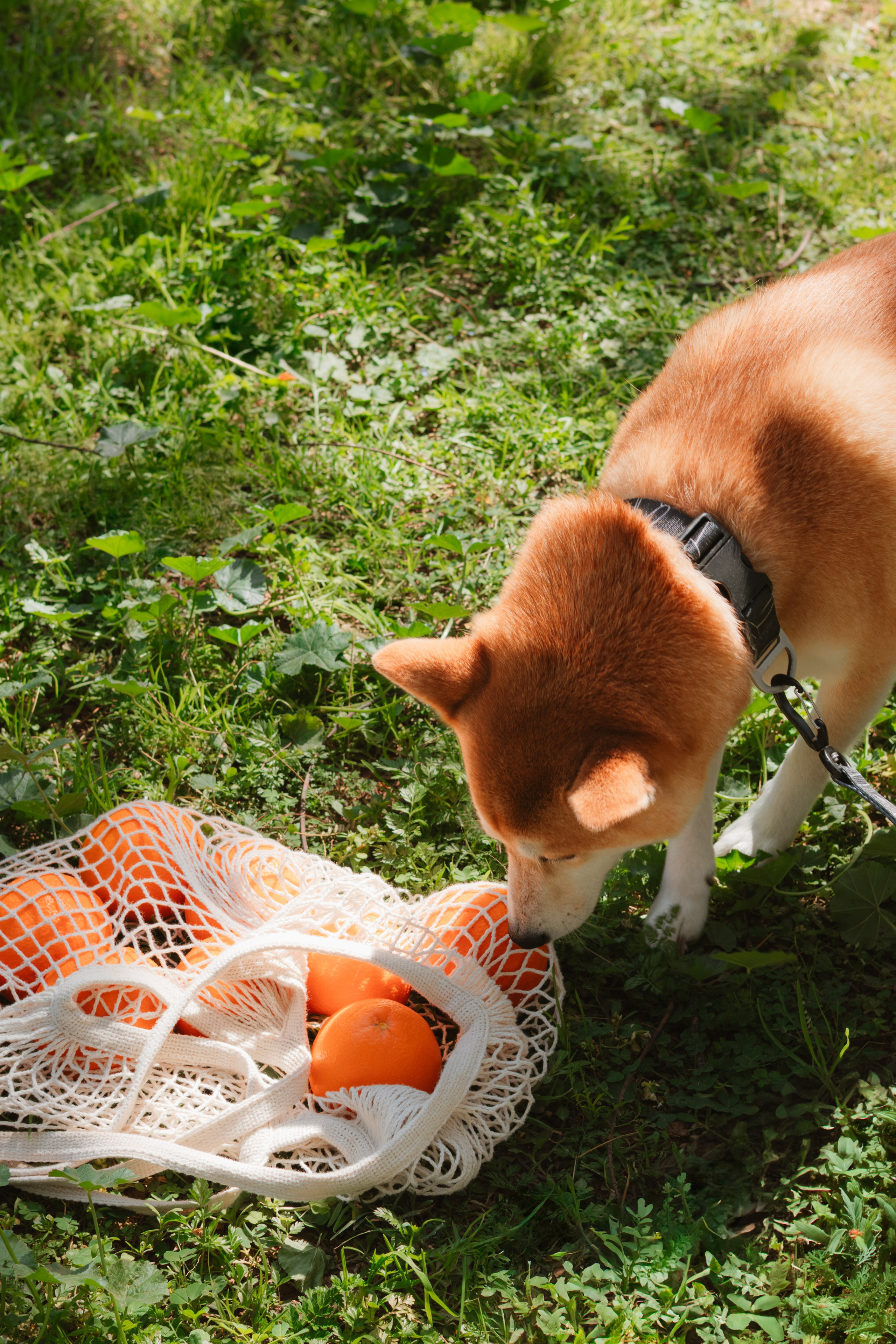 Съемки с питомцами. Фотограф на Кипре Дария Николаева