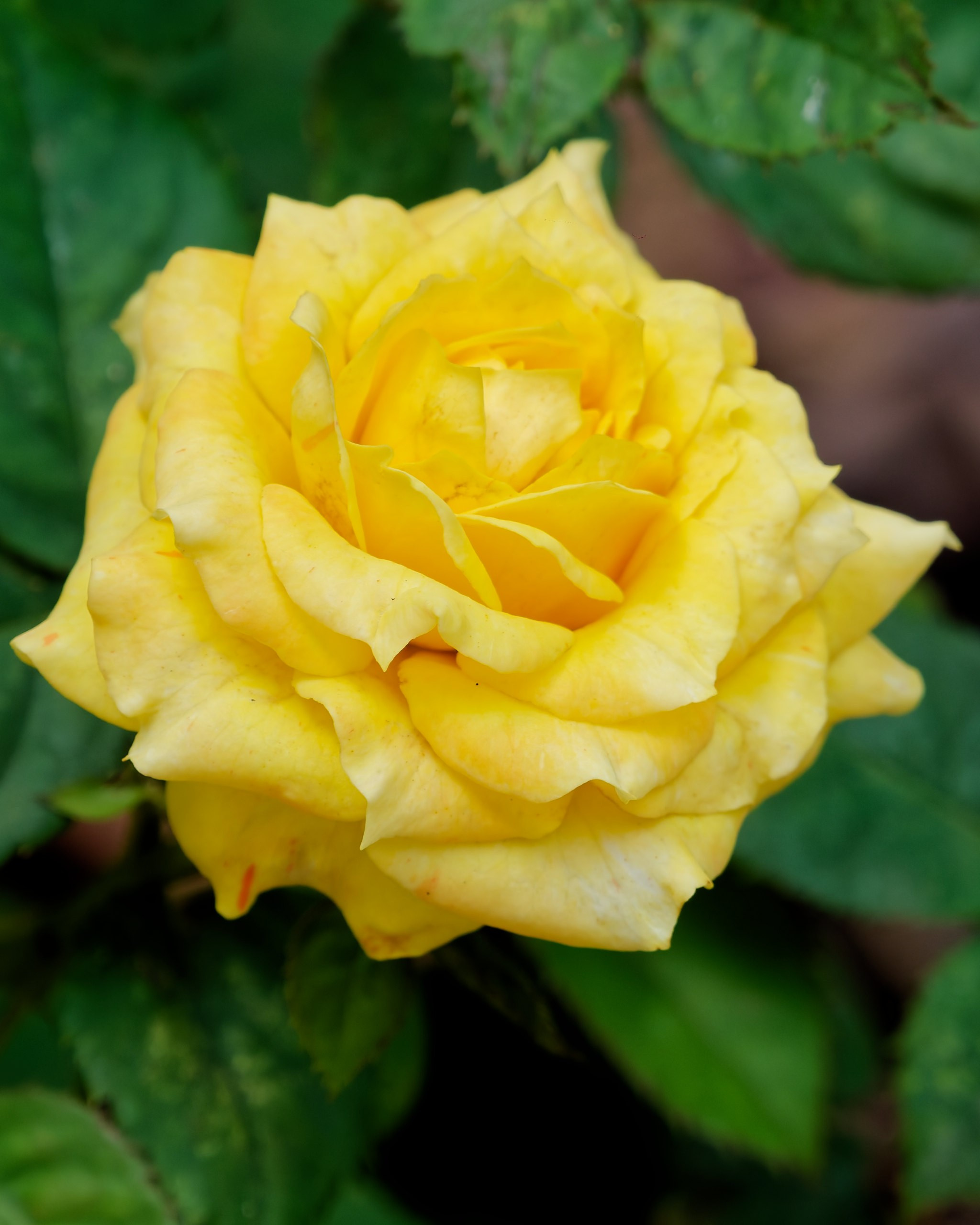 Хайнань 2026, флора, цветы и деревья. Фотопрогулки по Миру