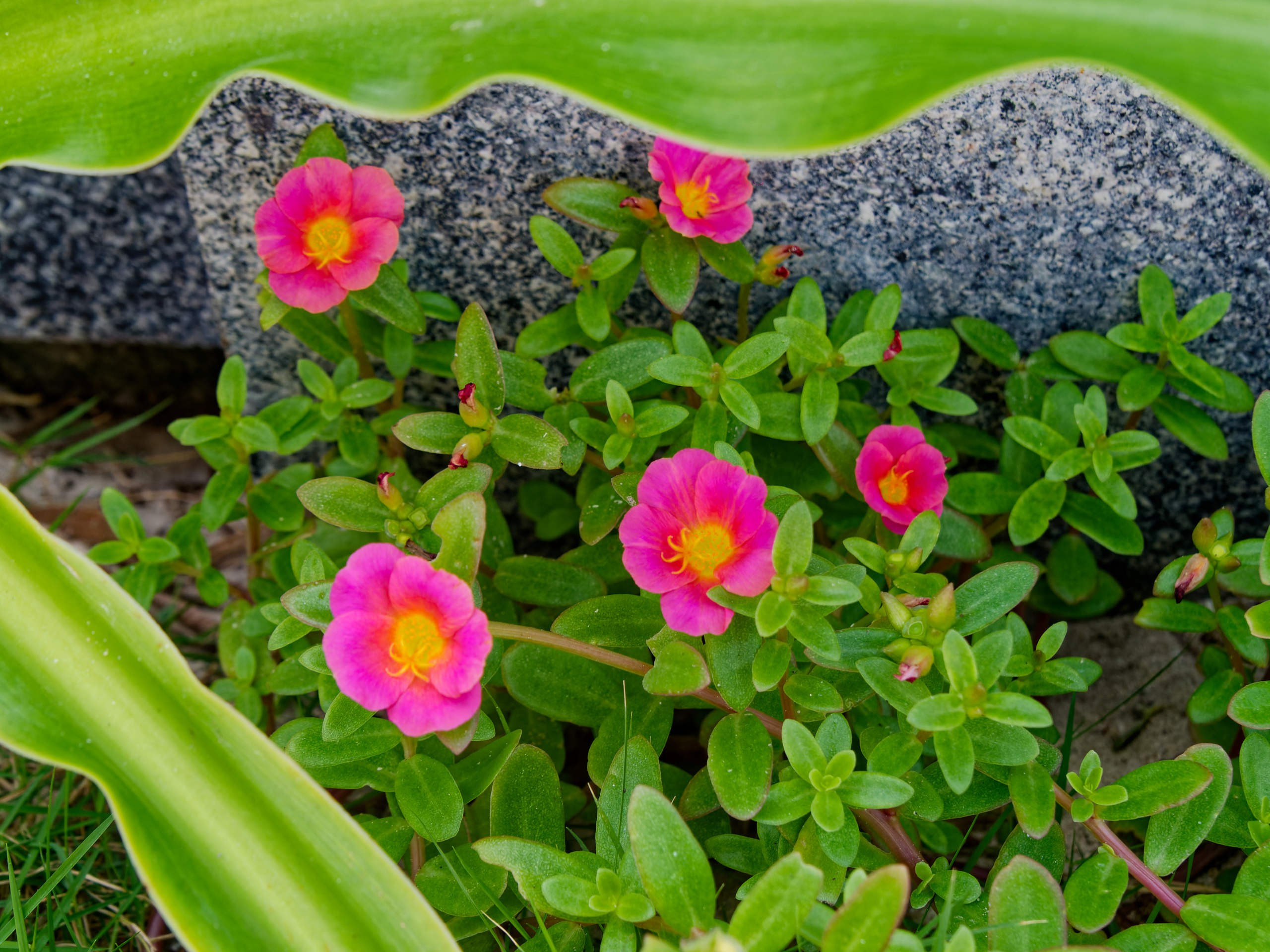 Нячанг 2025 (6). Избранные фотографии