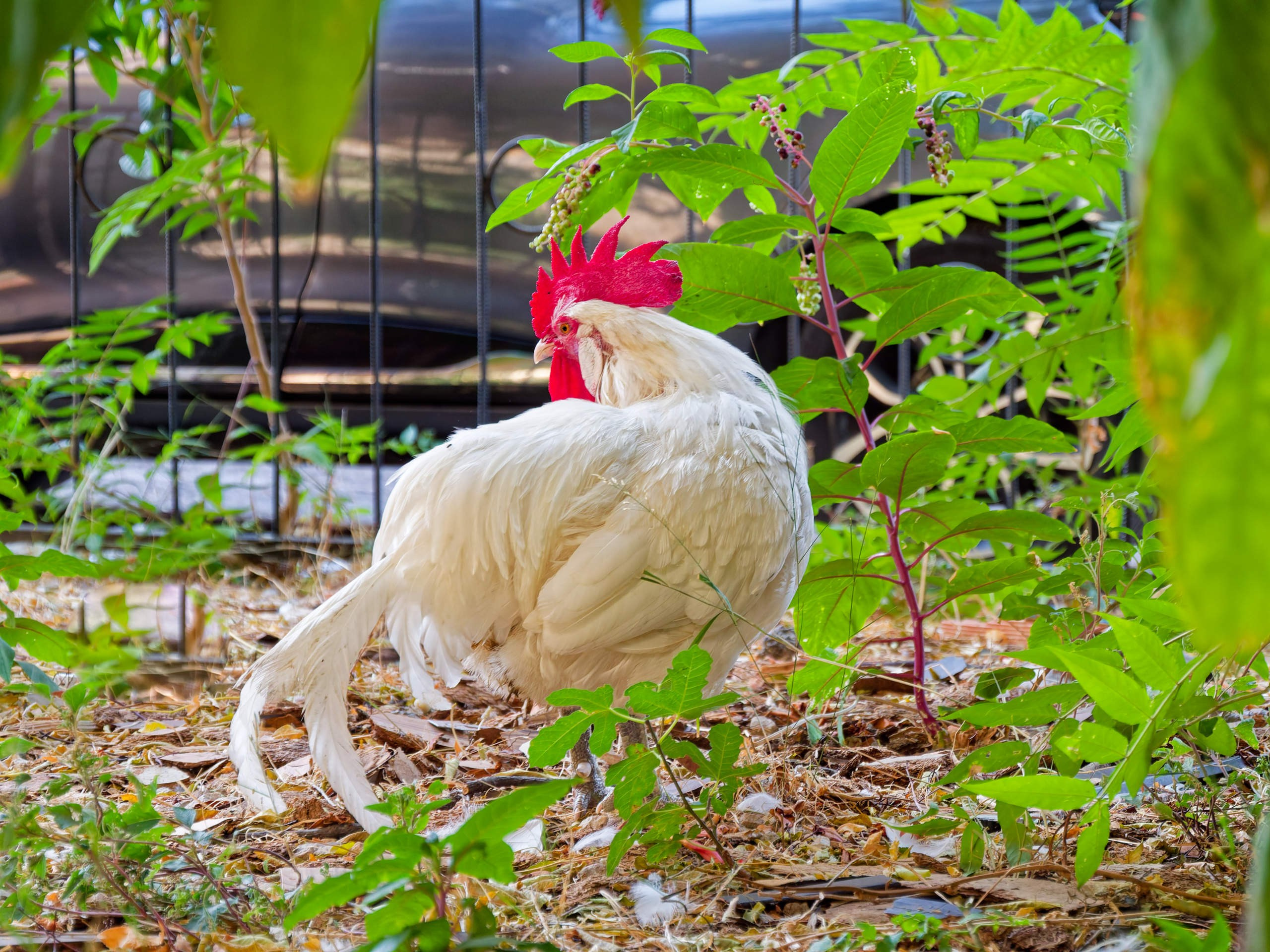 Алания 2025, город, стрит-фото. Избранные фотографии