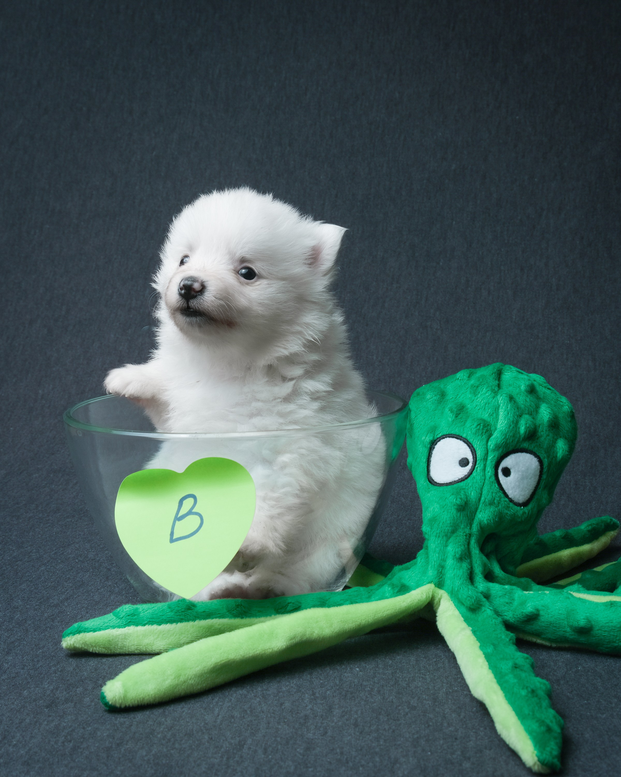 Съемка животных, собак, щенков, фото помета, портрет питомцев. Портретный и семейный фотограф в Перми Лена Лоза. Портрет для бизнеса