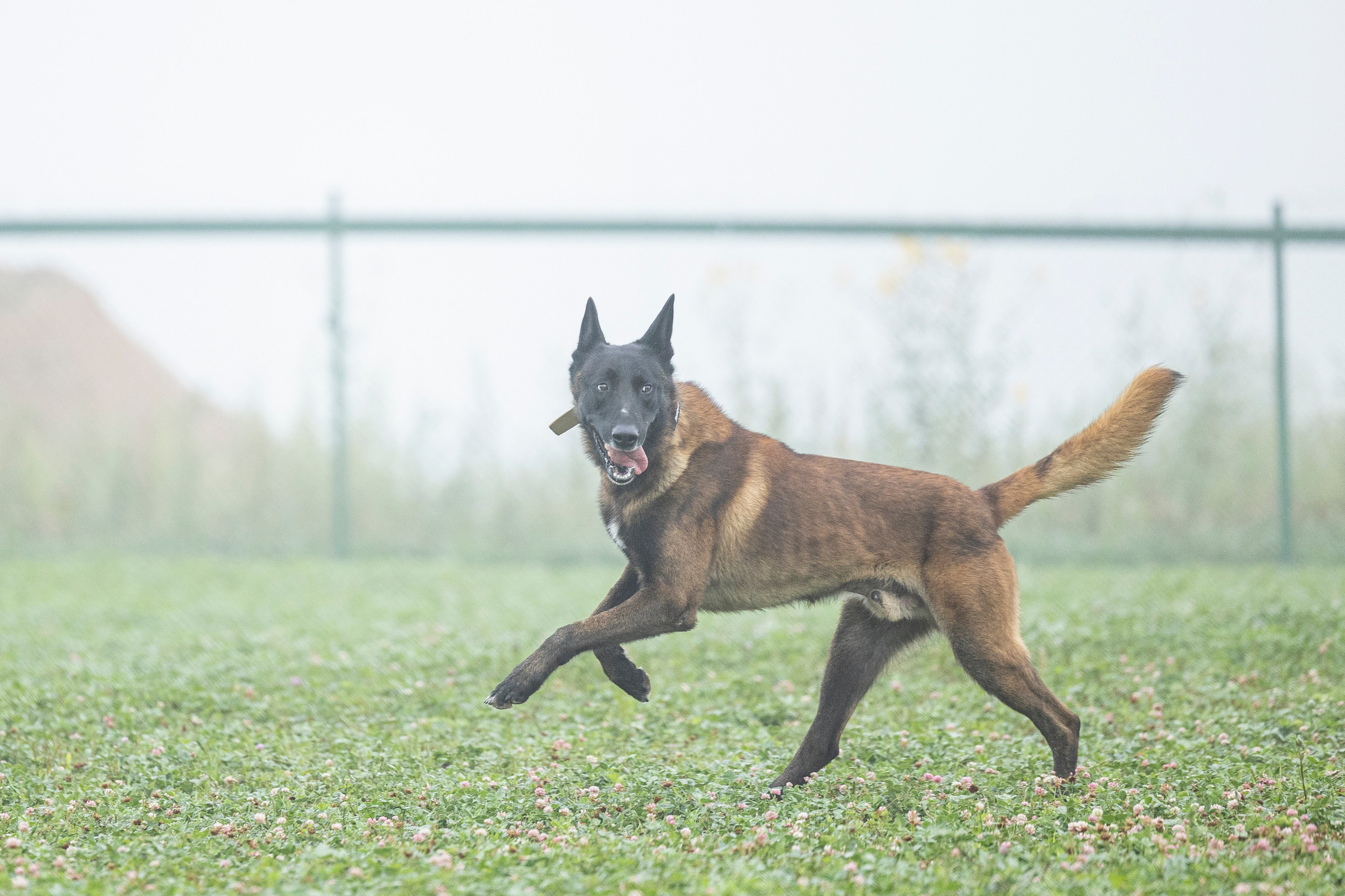 Соревнования по Мондьорингу г. Вологда 10-11.08.2024. Фотограф-анималист Анна Маринич