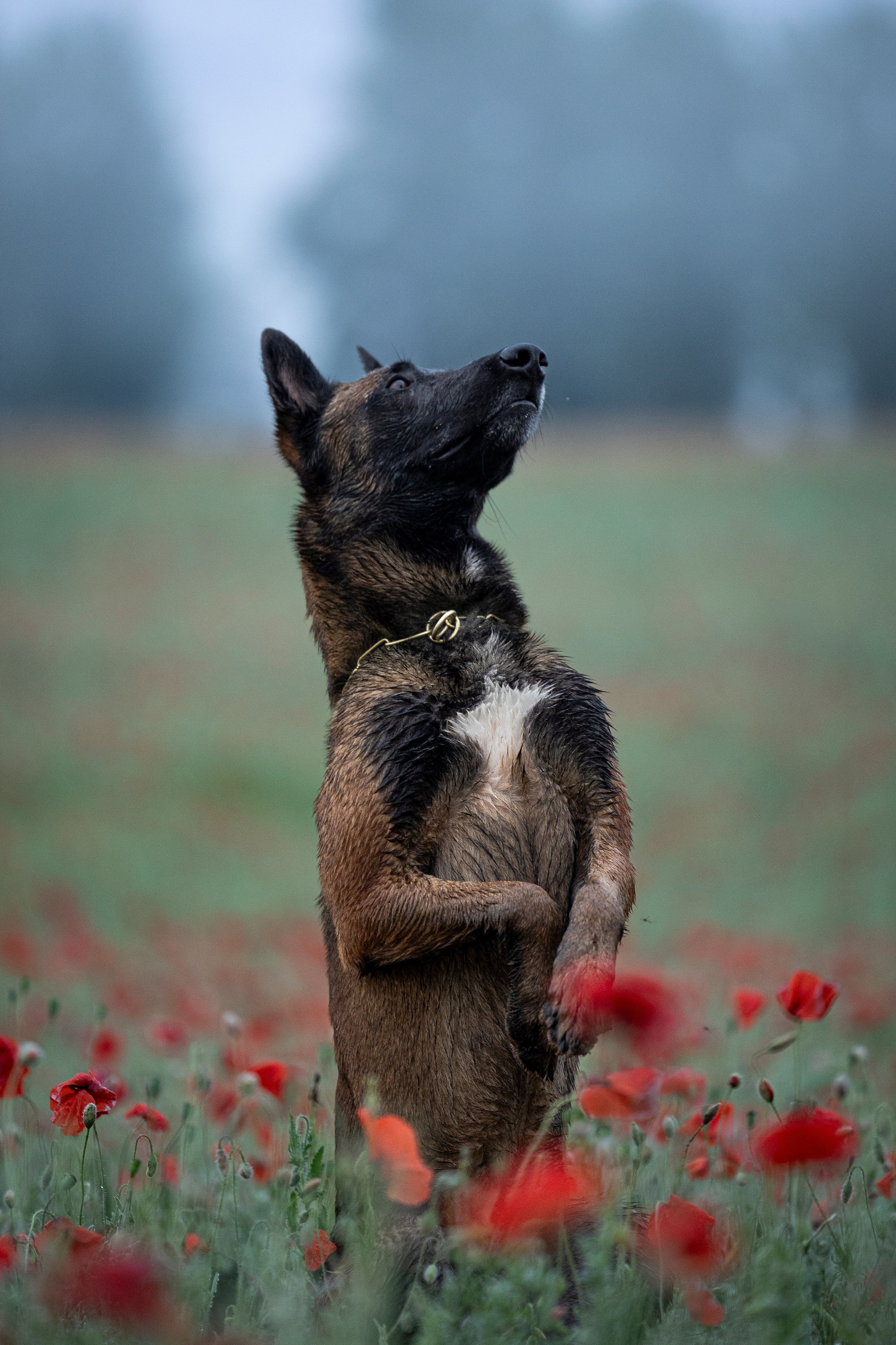 Маковое поле. Фотограф-анималист Анна Маринич