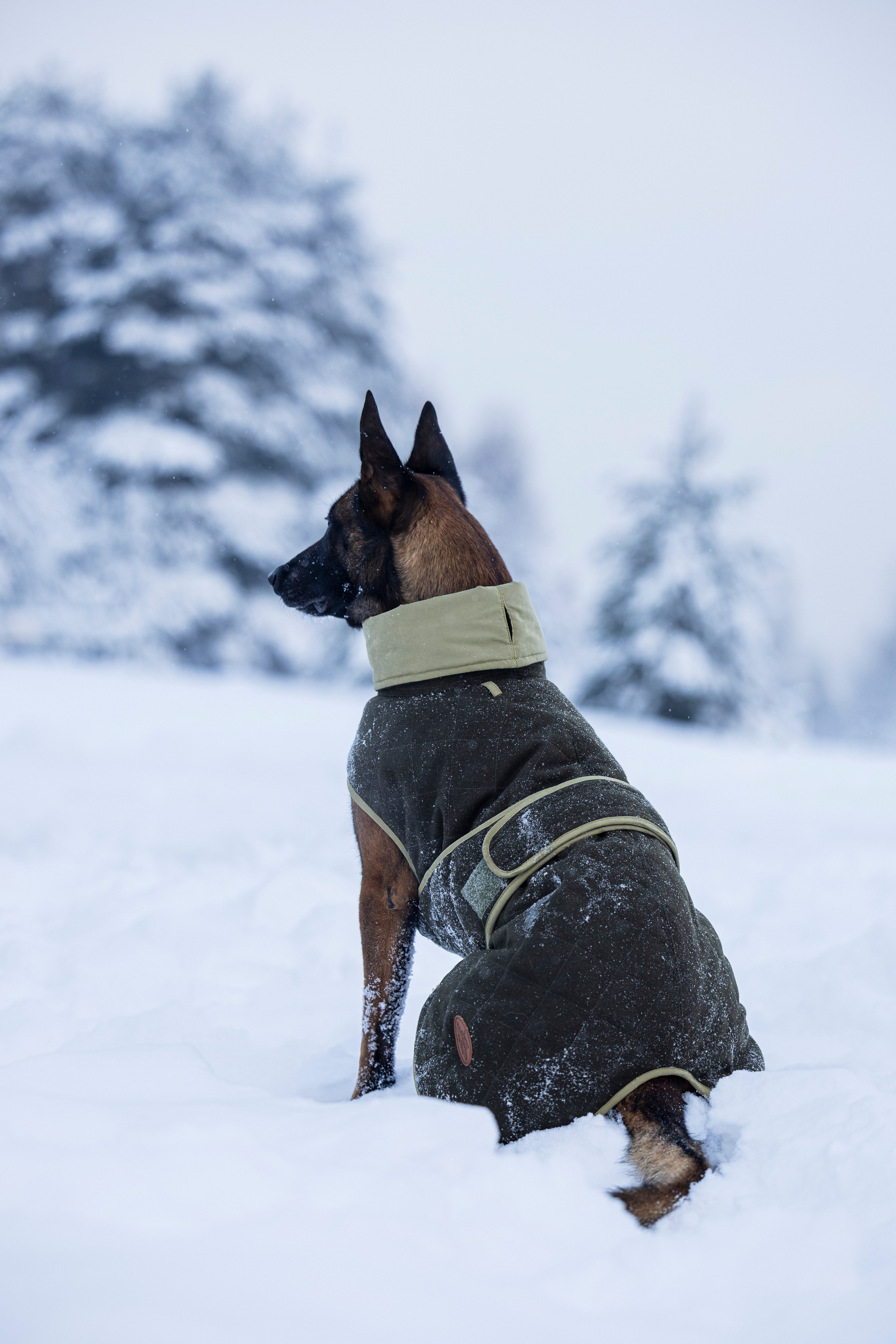 Брейвхунд. Фотограф-анималист Анна Маринич