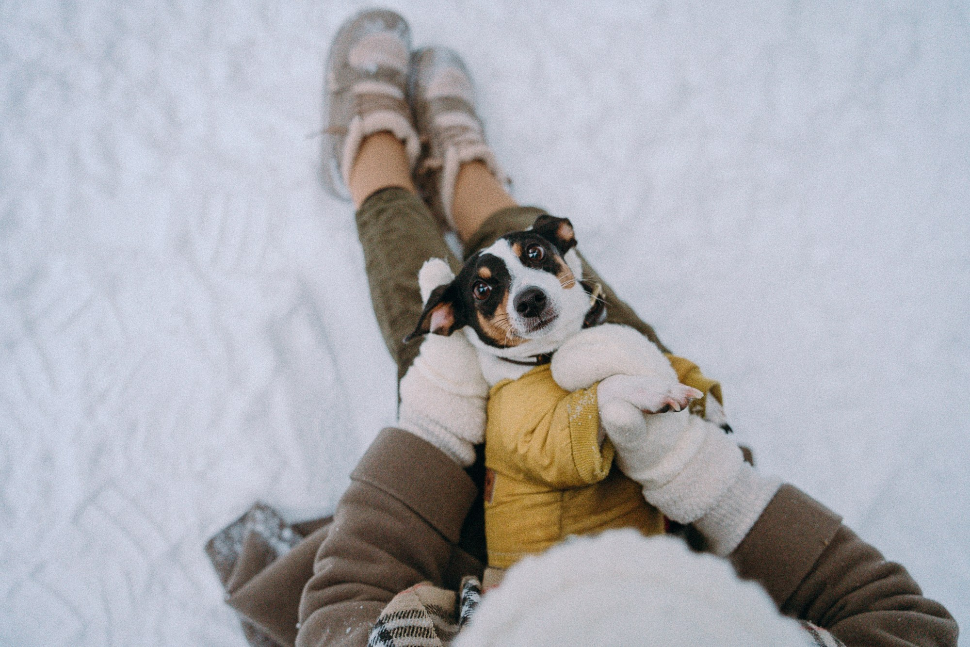 Алина, Ваниль и Элис. Фотограф анималист в Москве и Санкт-Петербурге Свиридова Анна