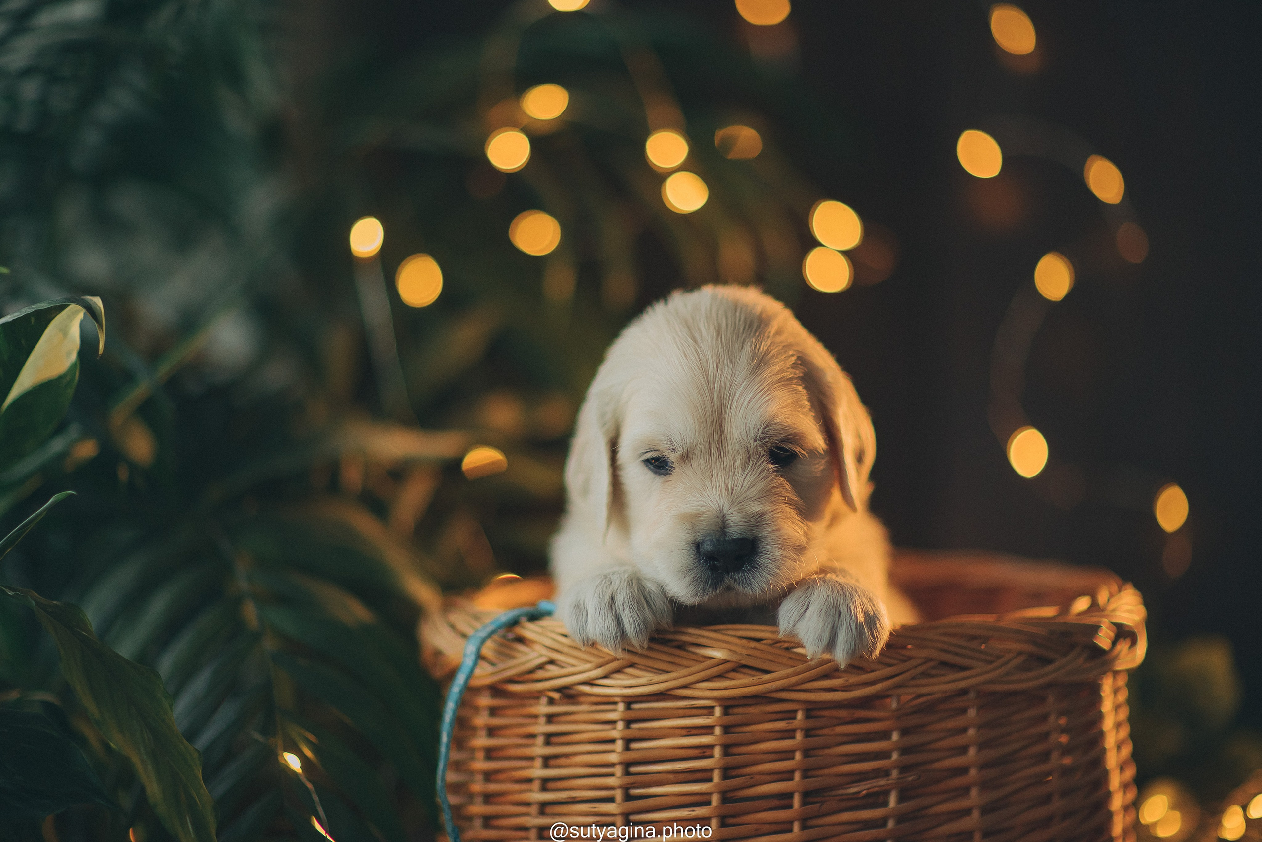 Голубой ошейник. Свадебный и женский фотограф