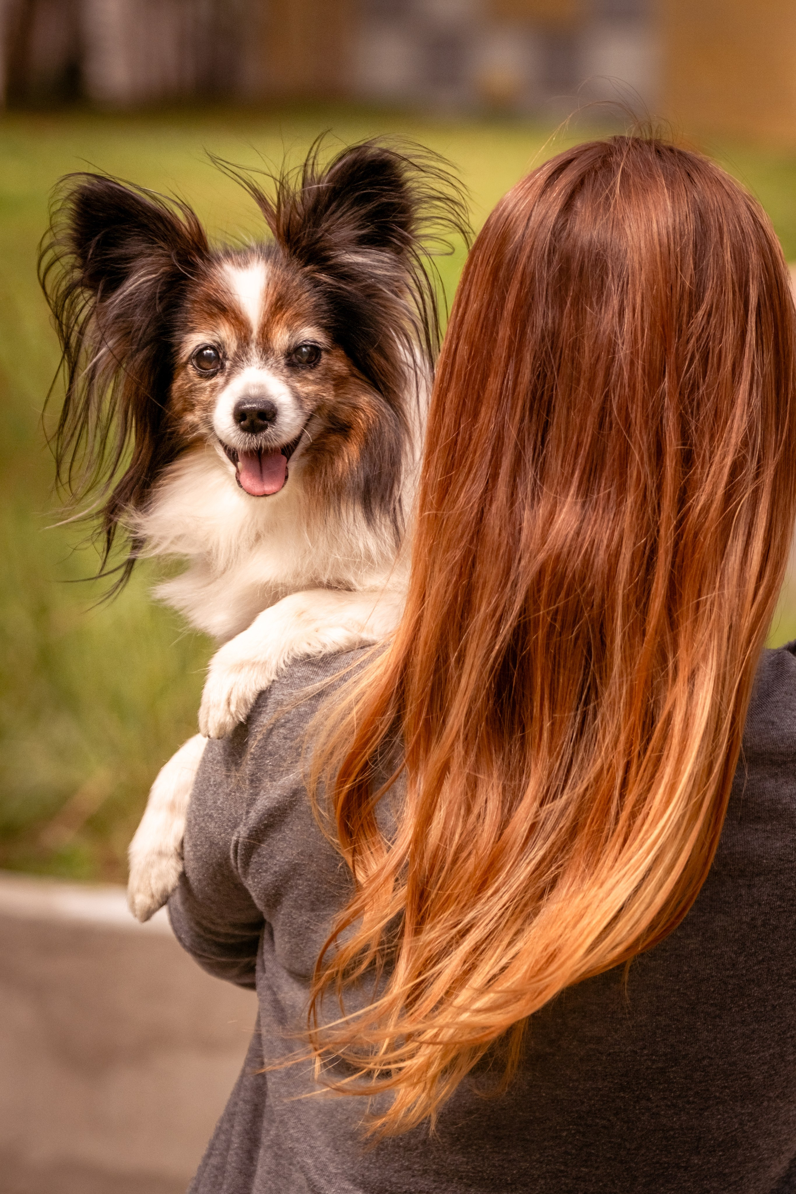 Элегантная папильон для Натальи!. Зоофотограф, фотограф животных в Москве и области Дина Дамоцева