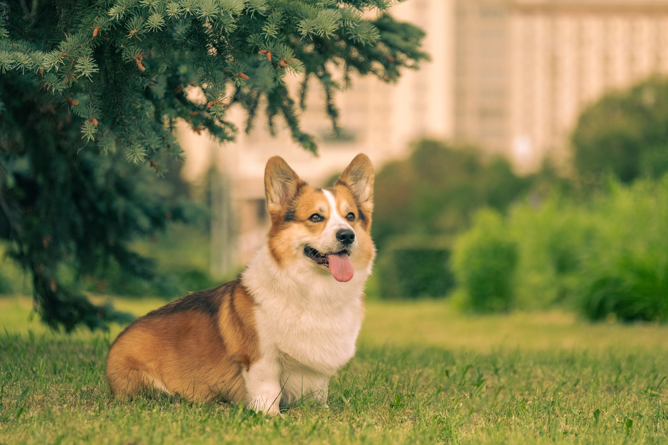 Фотопрогулка для Владислава. Зоофотограф, фотограф животных в Москве и области Дина Дамоцева