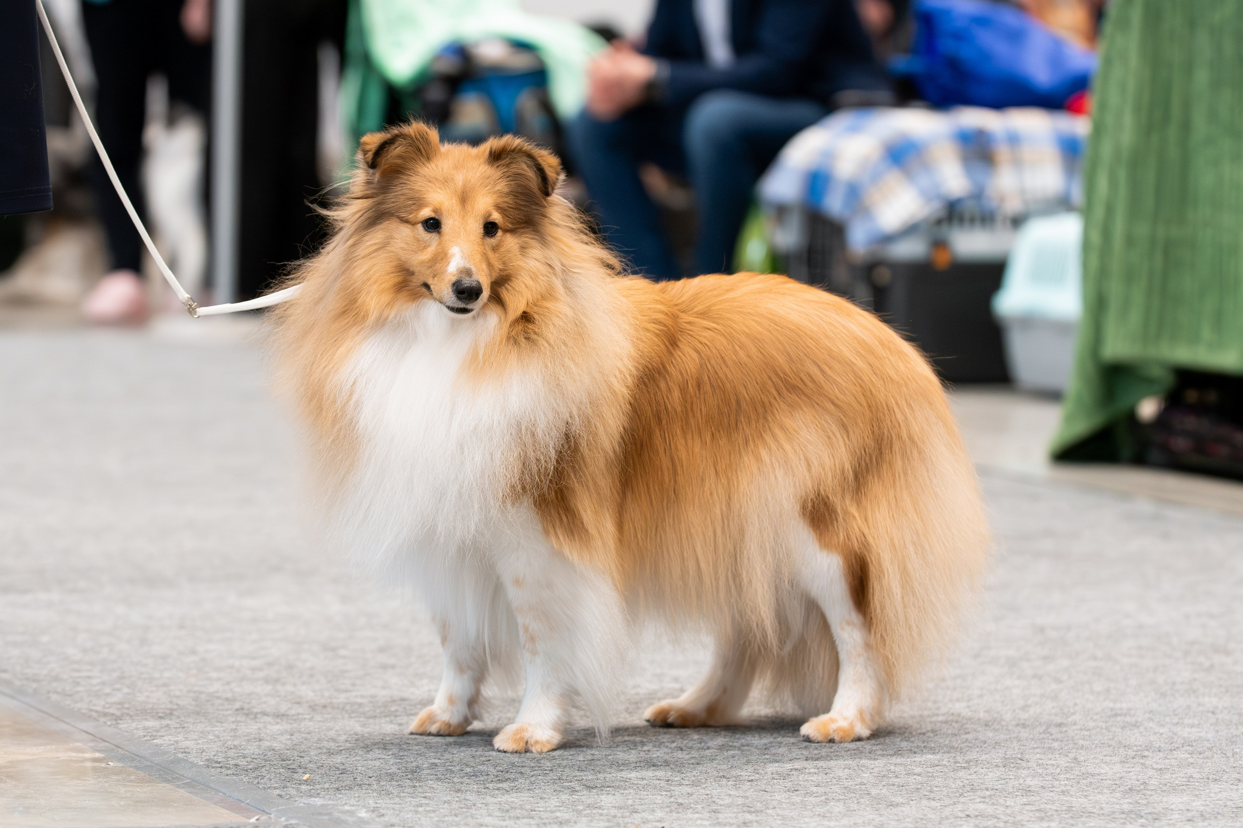 Выставки. Фотограф — Анималист