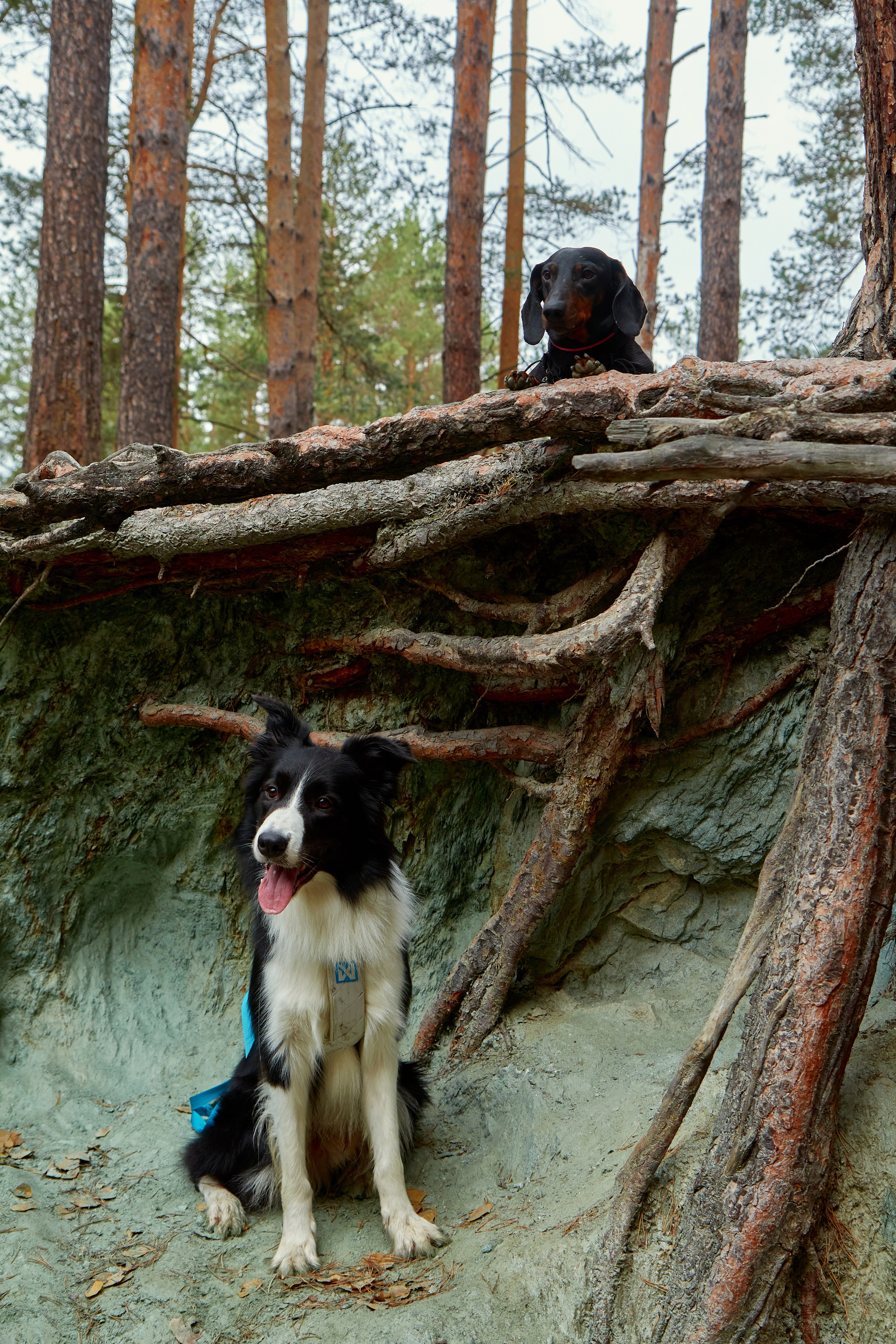 Фотосъёмка животных. Предметный и репортажный фотограф Алексей Кротов