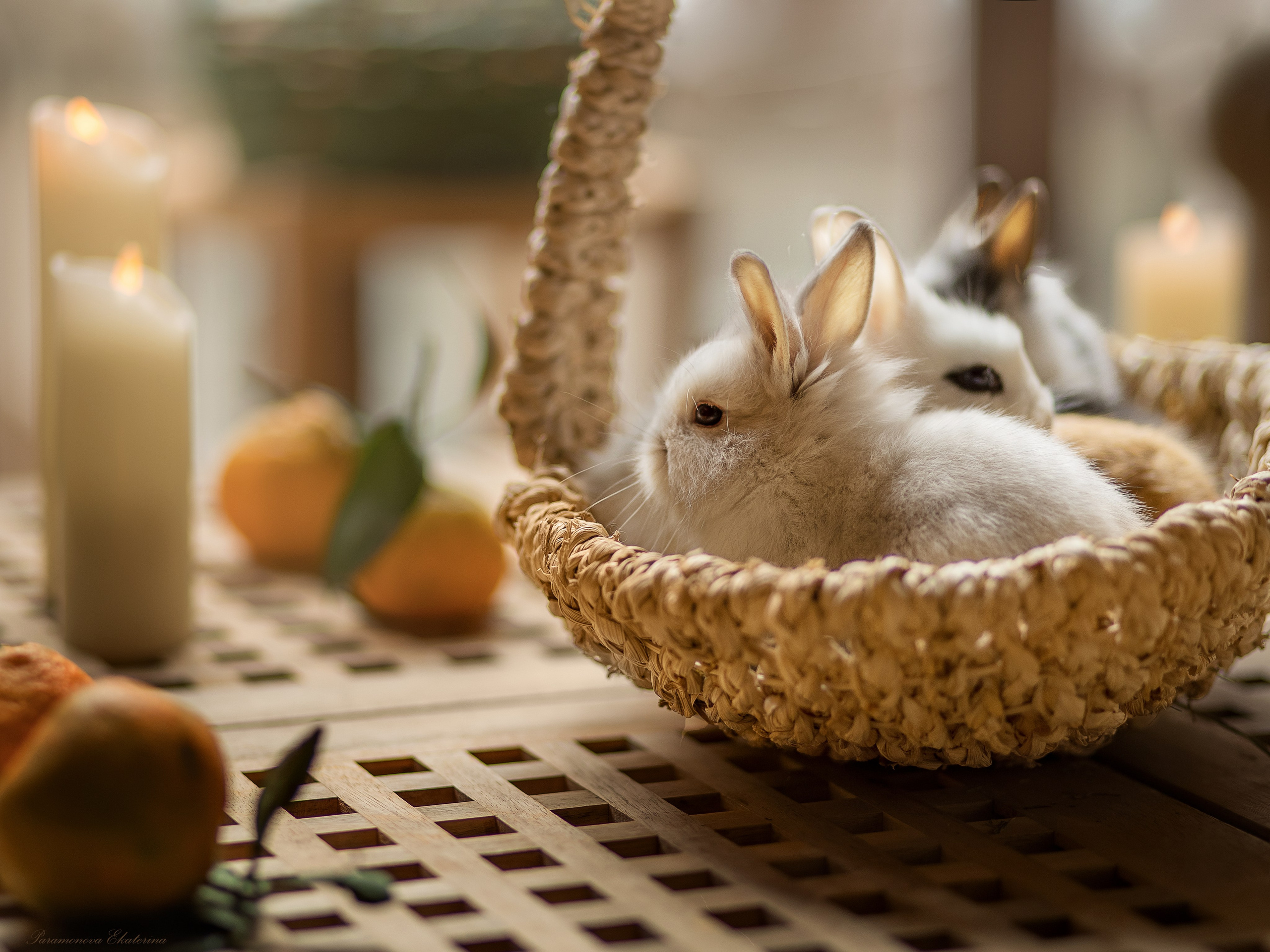 Кроли. Семейный и детский фотограф В Москве Парамонова Екатерина